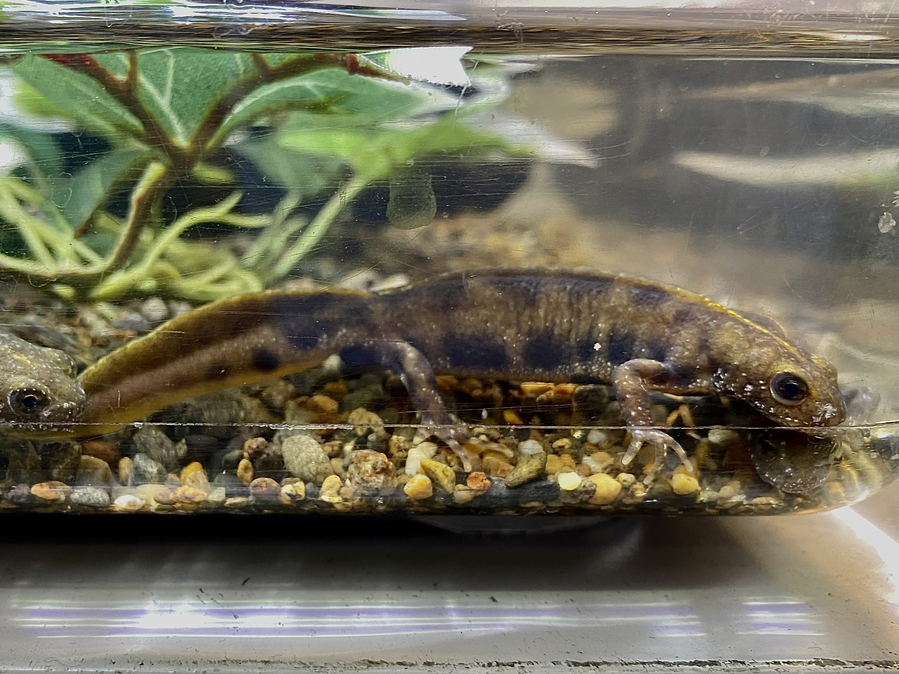 アルプスクシイモリ