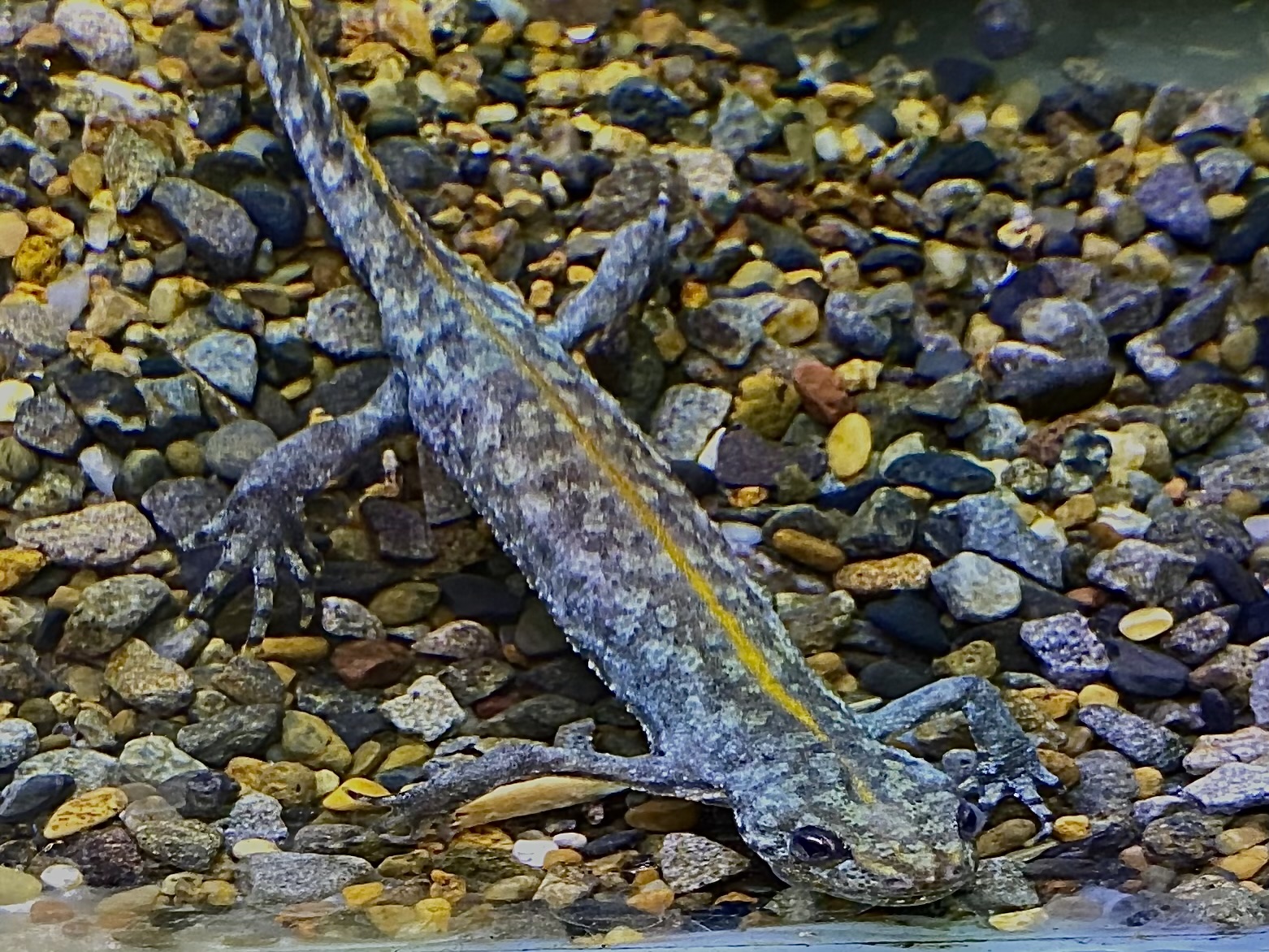 ミナミクシイモリ