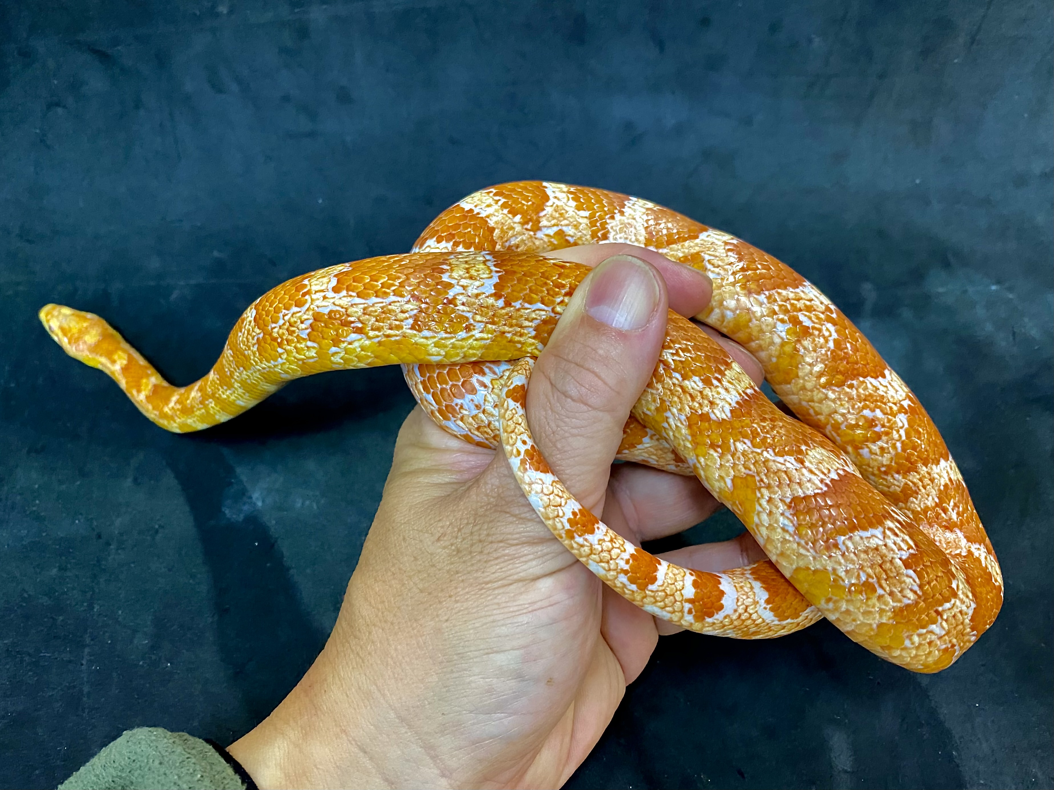 コーンスネーク