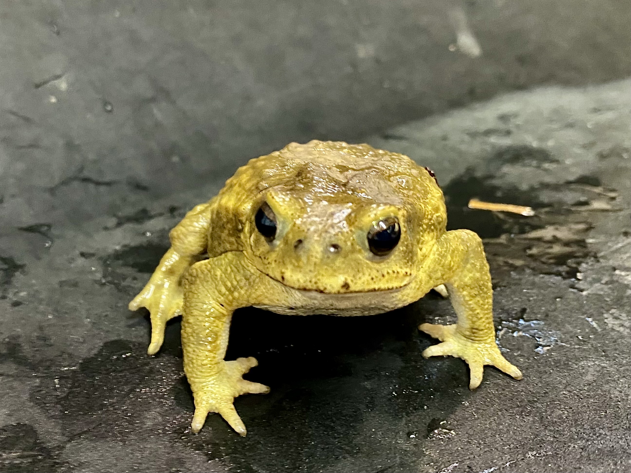 ミヤコヒキガエル