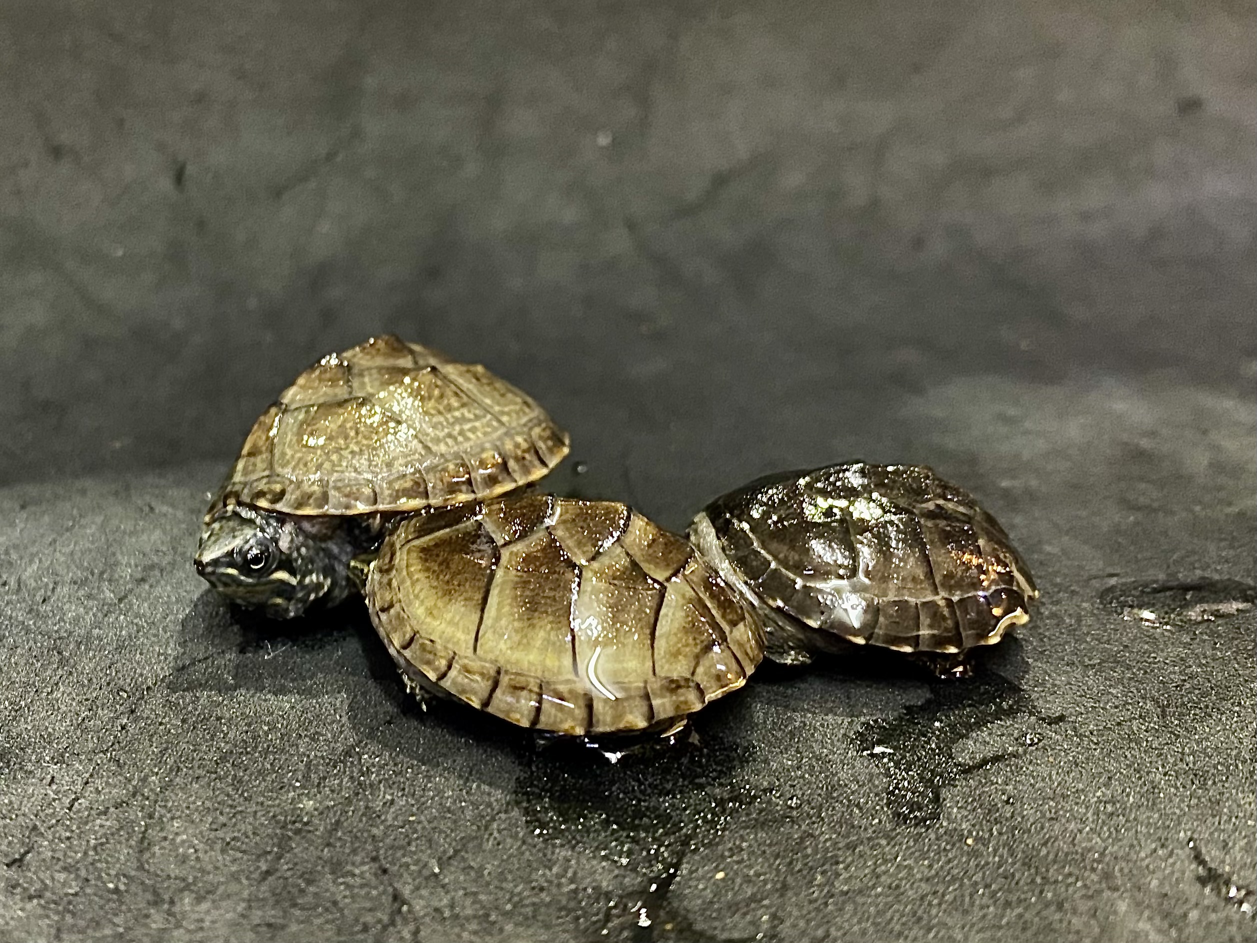 ミシシッピニオイガメ