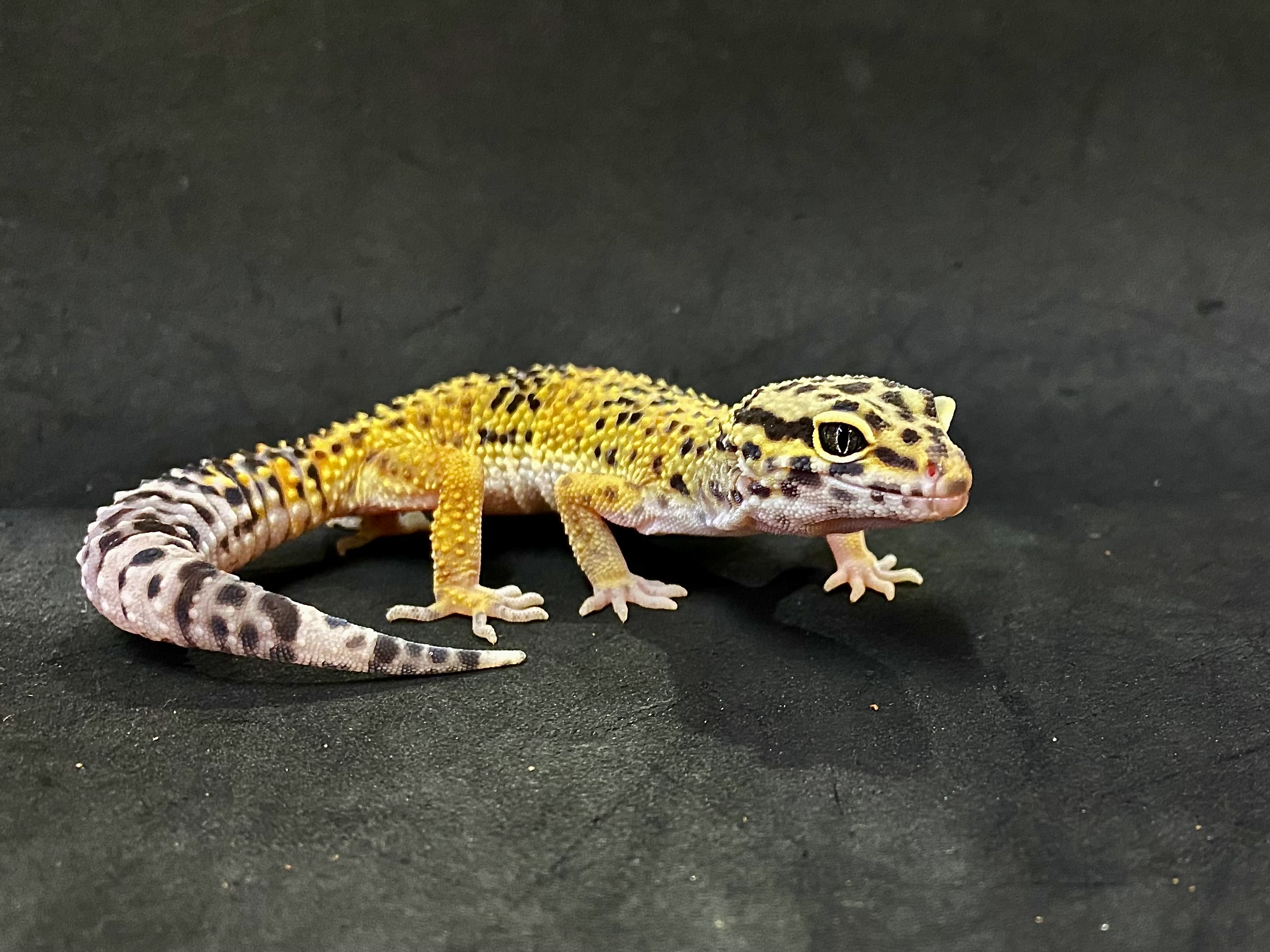 ヒョウモントカゲモドキ