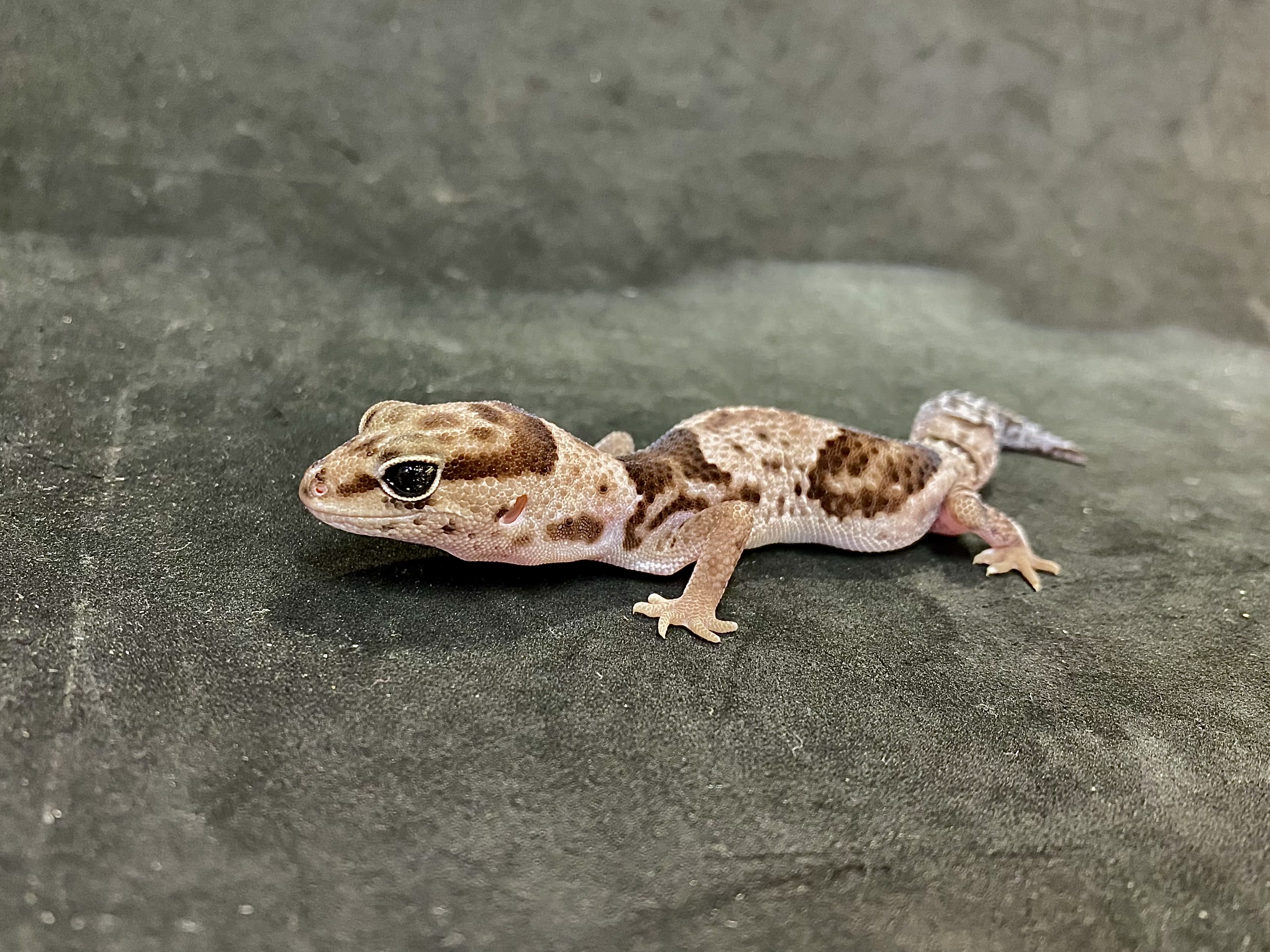 ニシアフリカトカゲモドキ