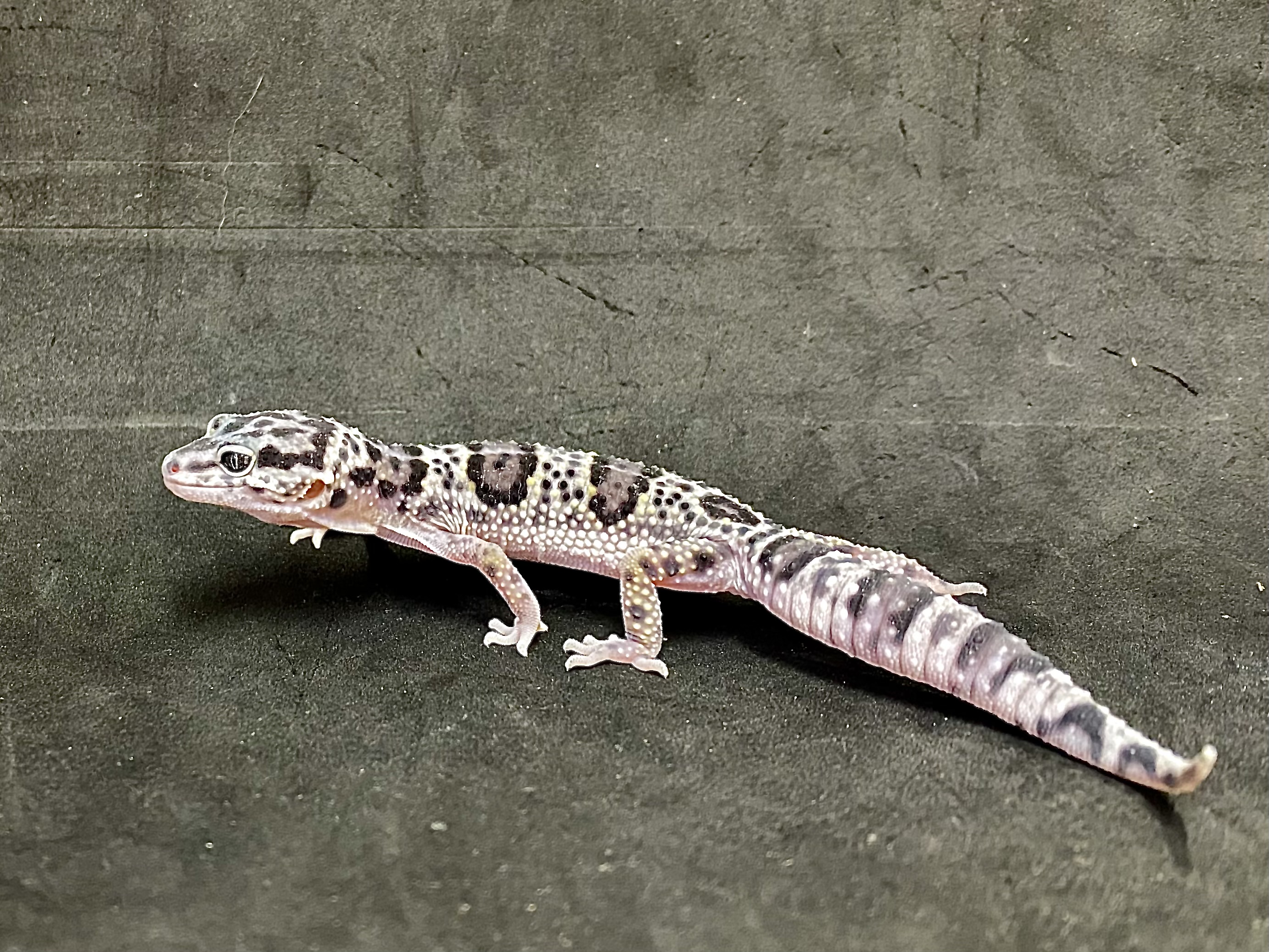 ヒョウモントカゲモドキ