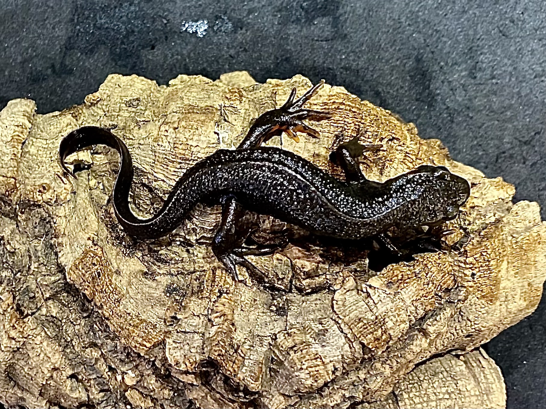 アカハライモリ