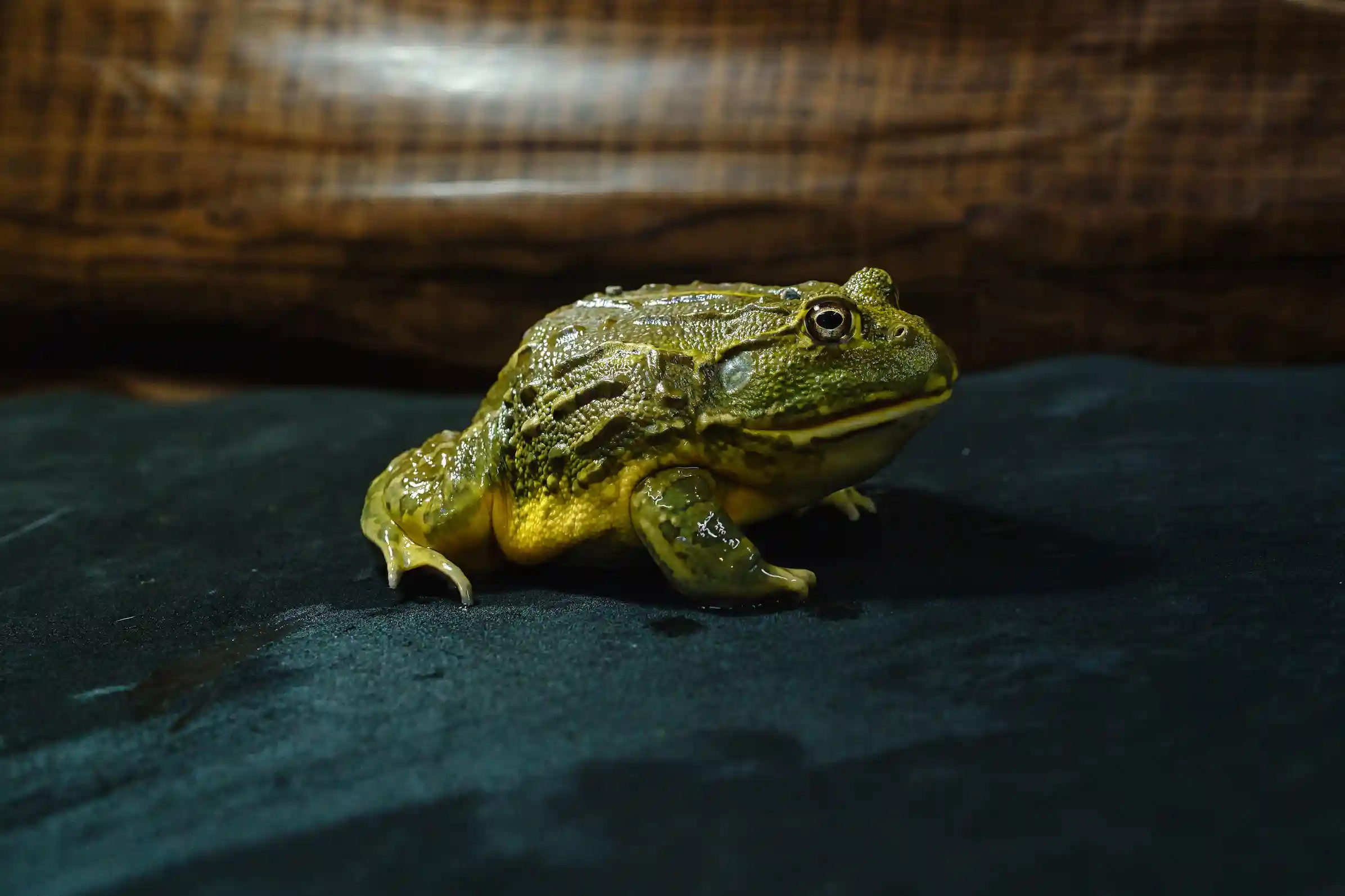 アフリカウシガエル