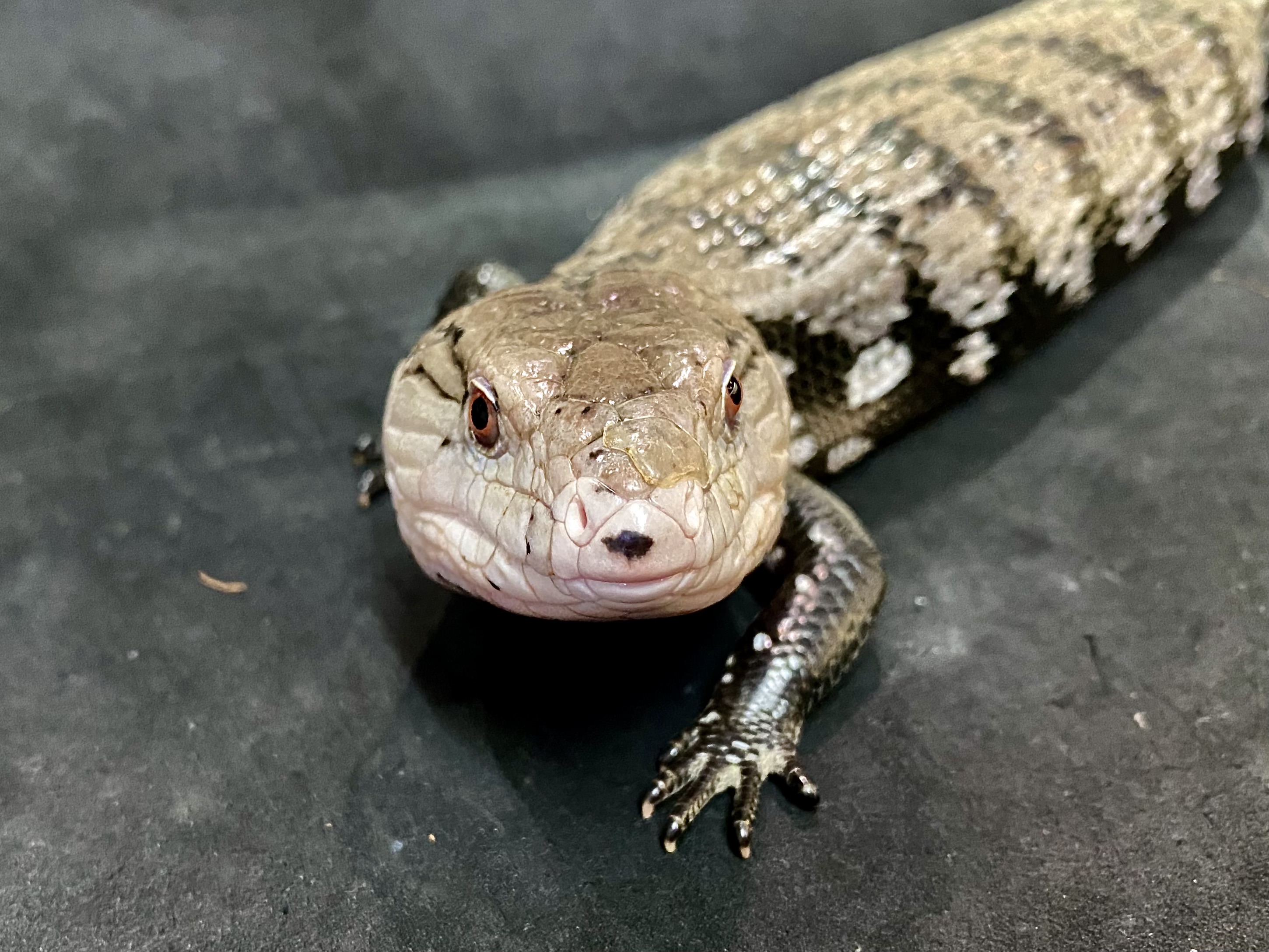 アオジタトカゲ