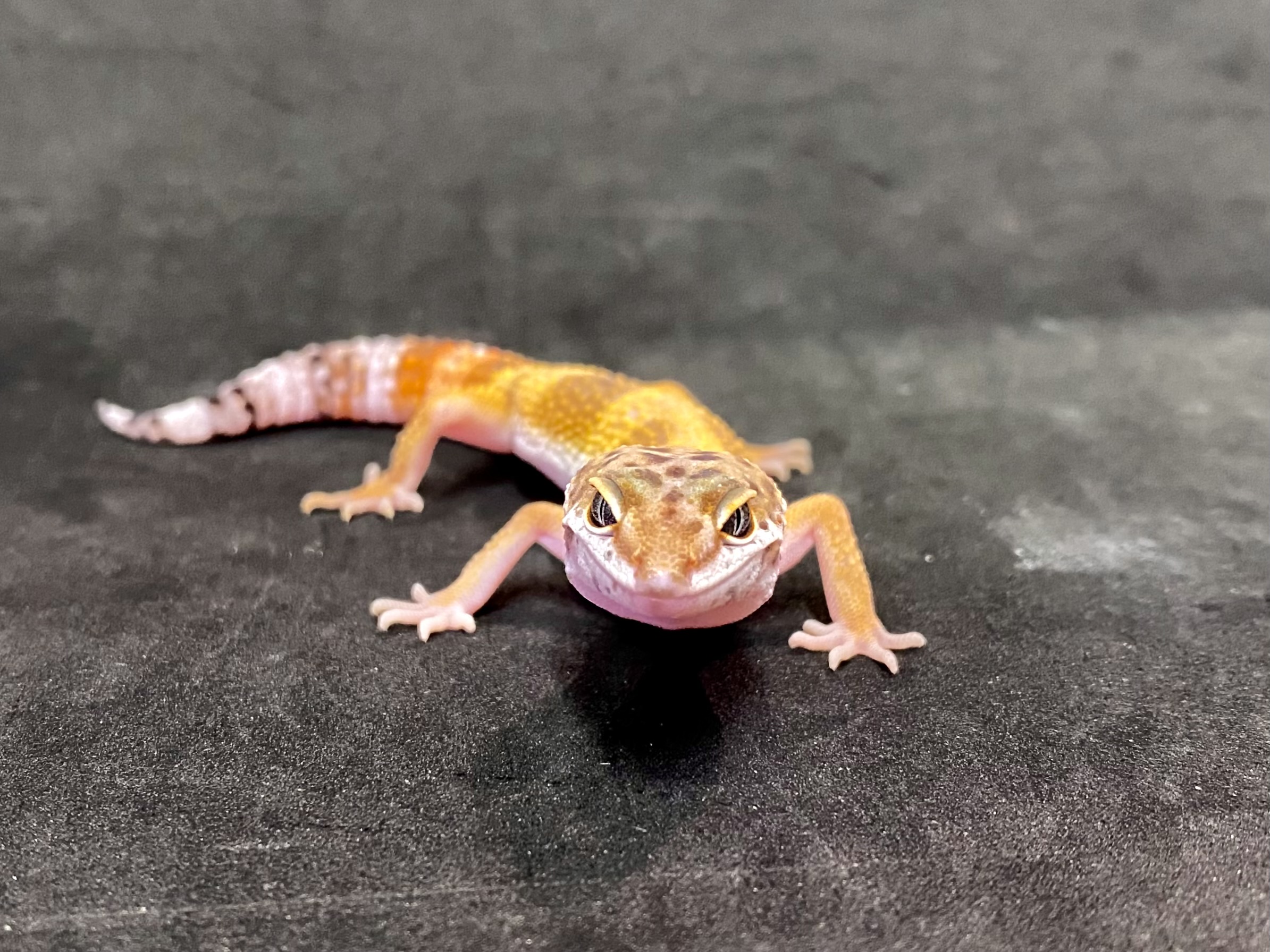 タンジェリン