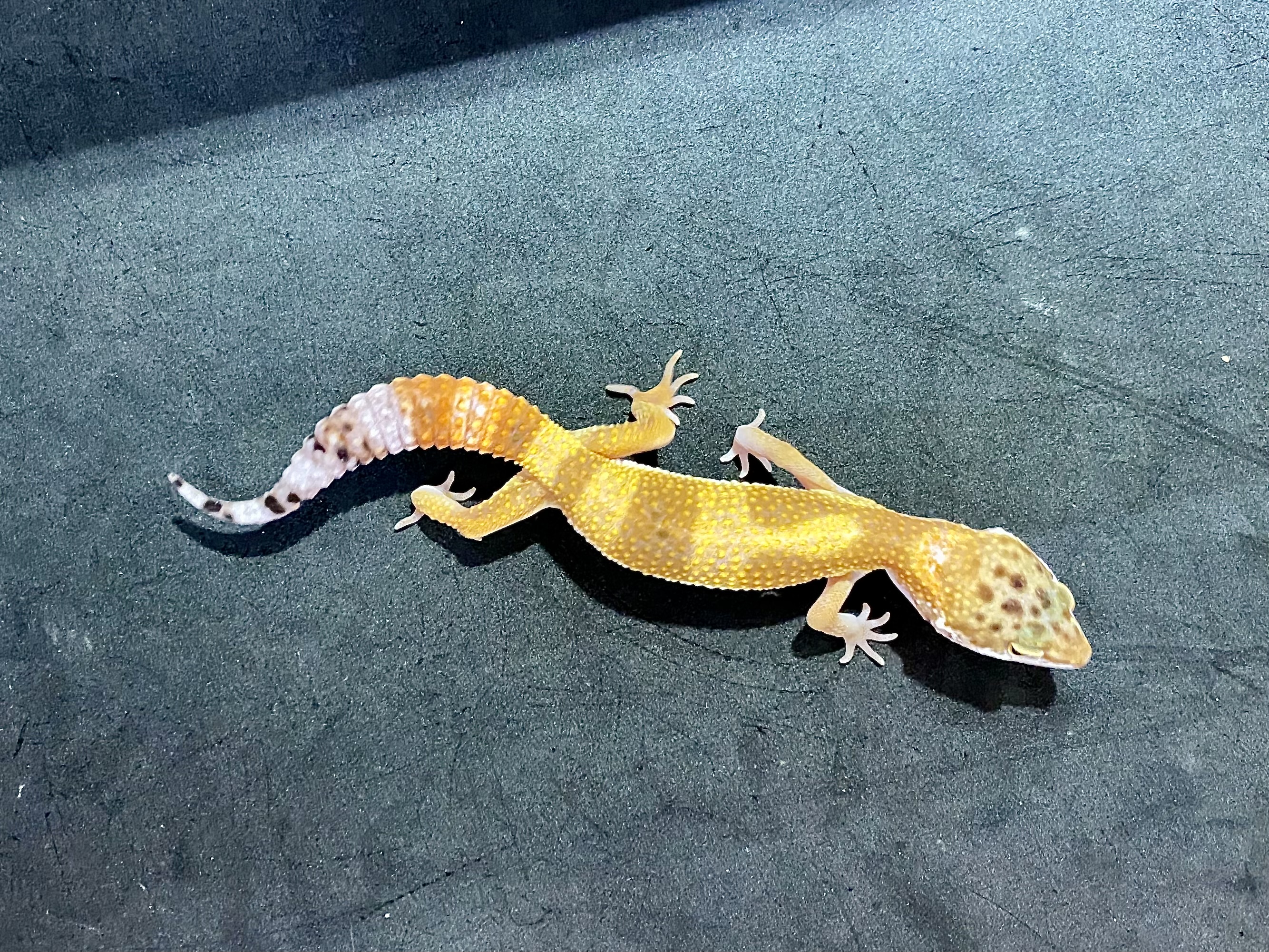 タンジェリン