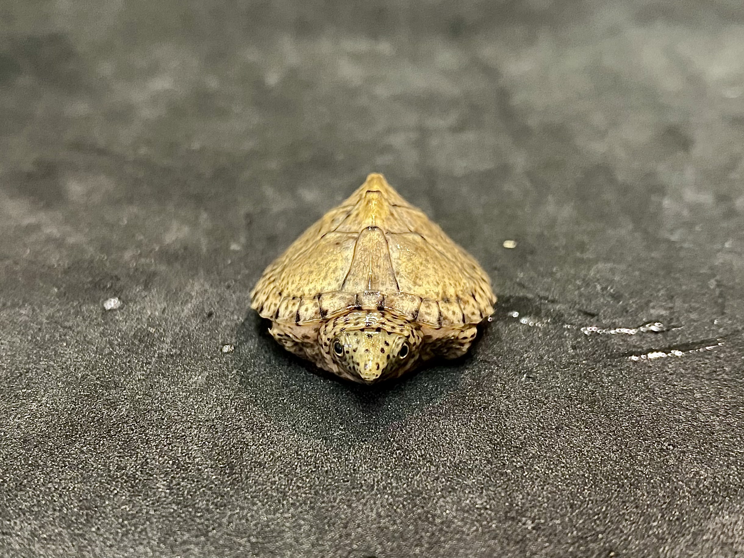 カブトニオイガメ