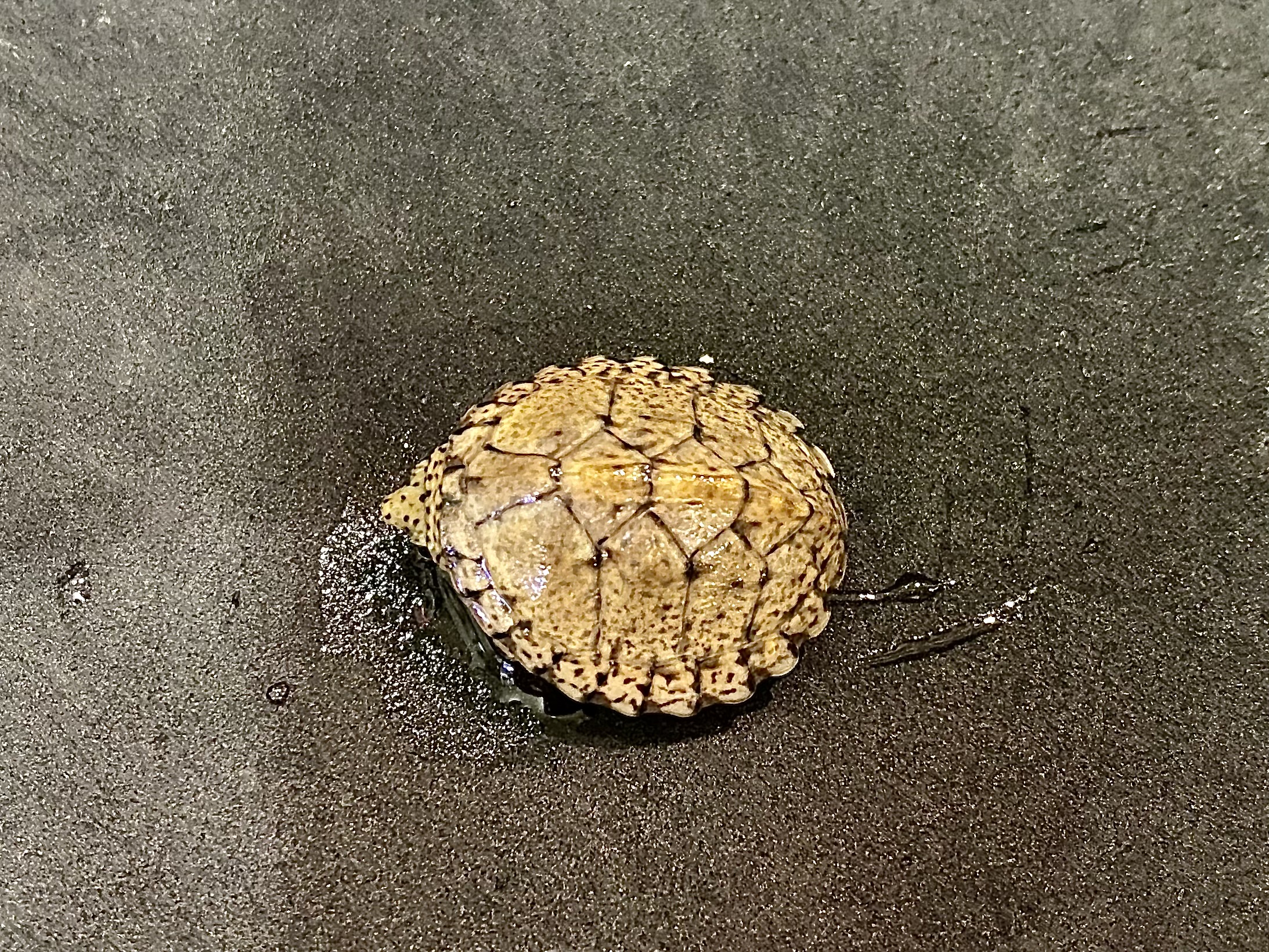 カブトニオイガメ