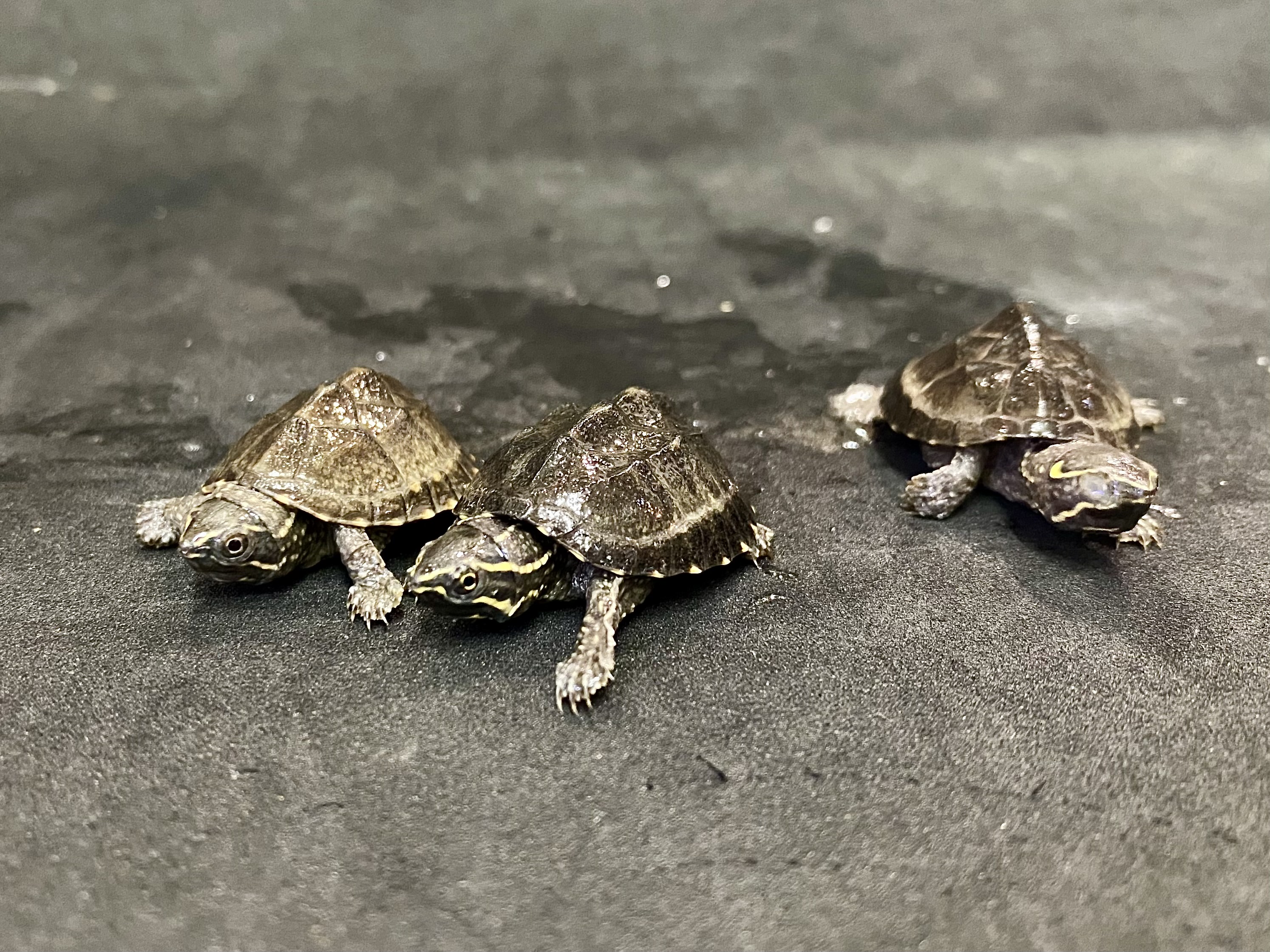 ミシシッピニオイガメ