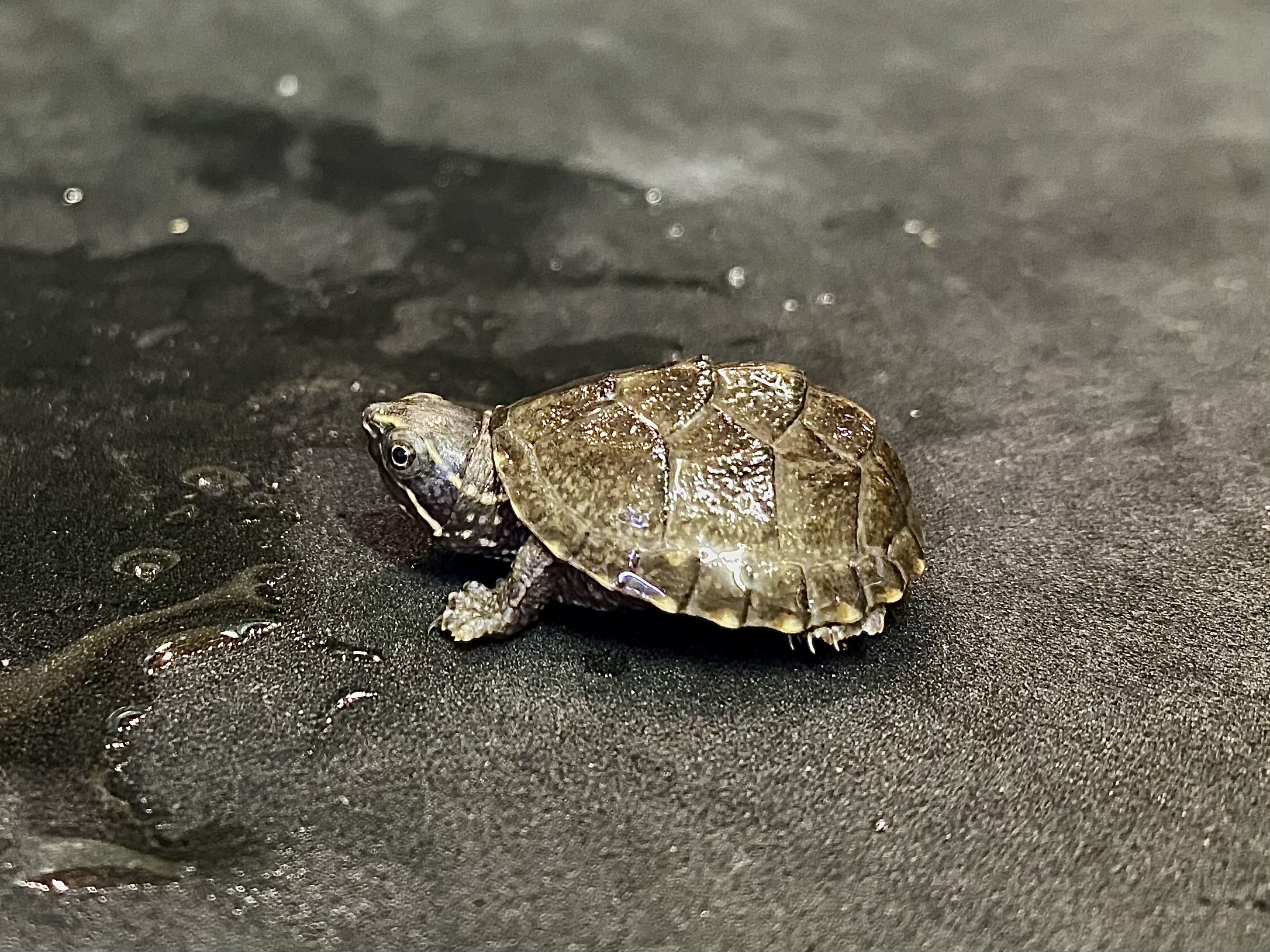 ミシシッピニオイガメ