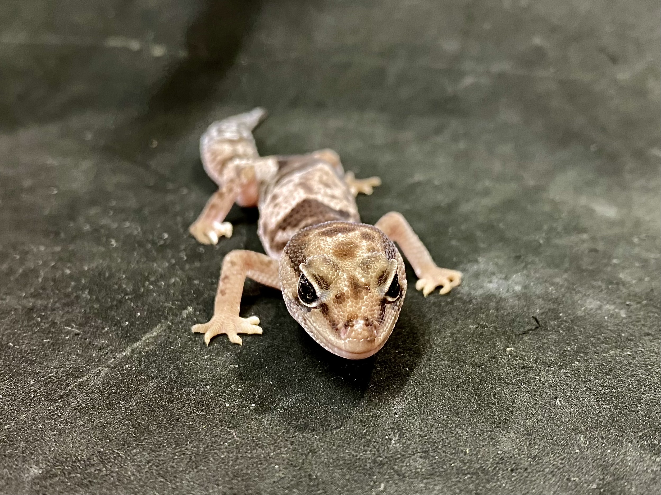 ニシアフリカトカゲモドキ