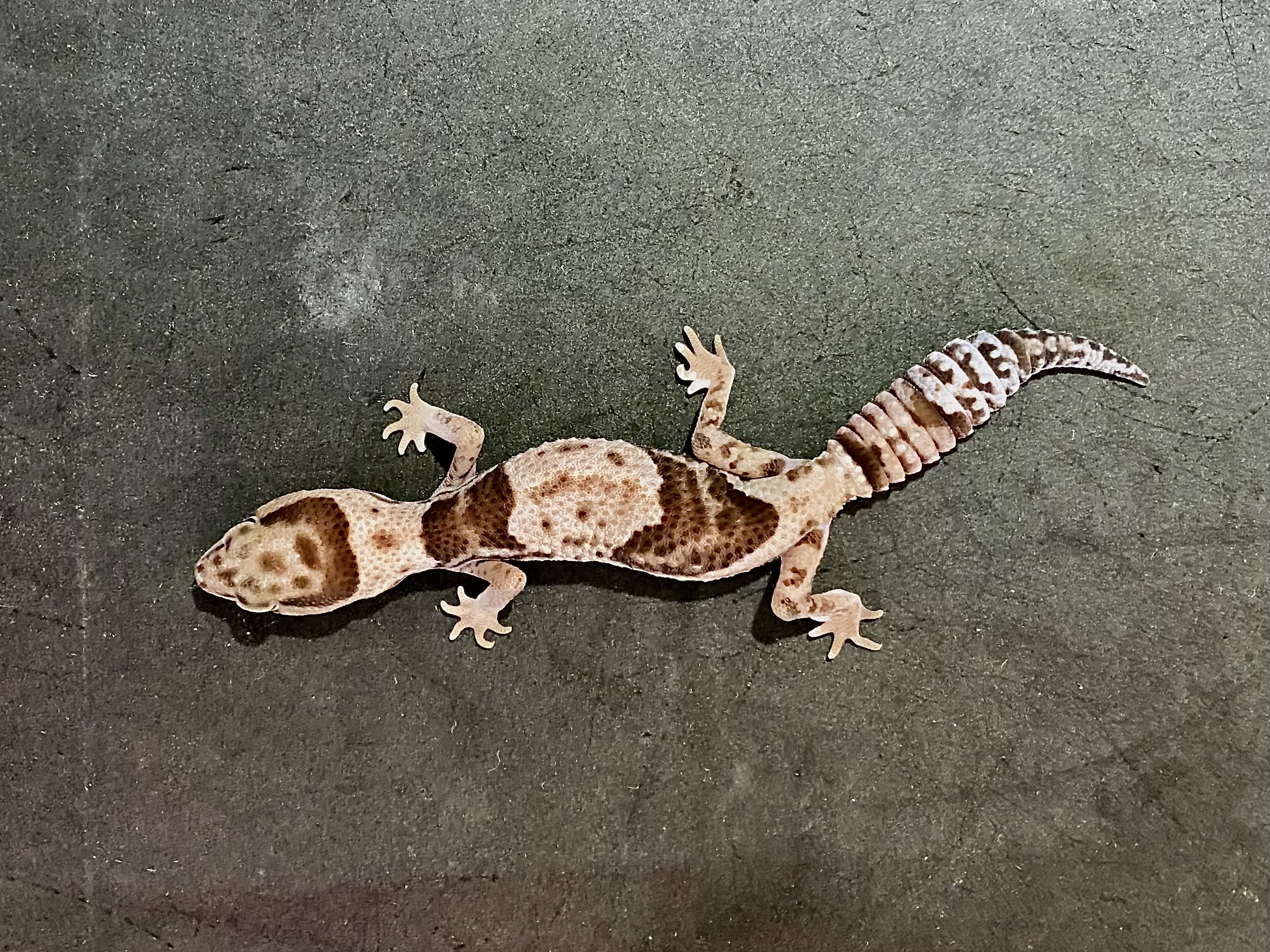 ニシアフリカトカゲモドキ