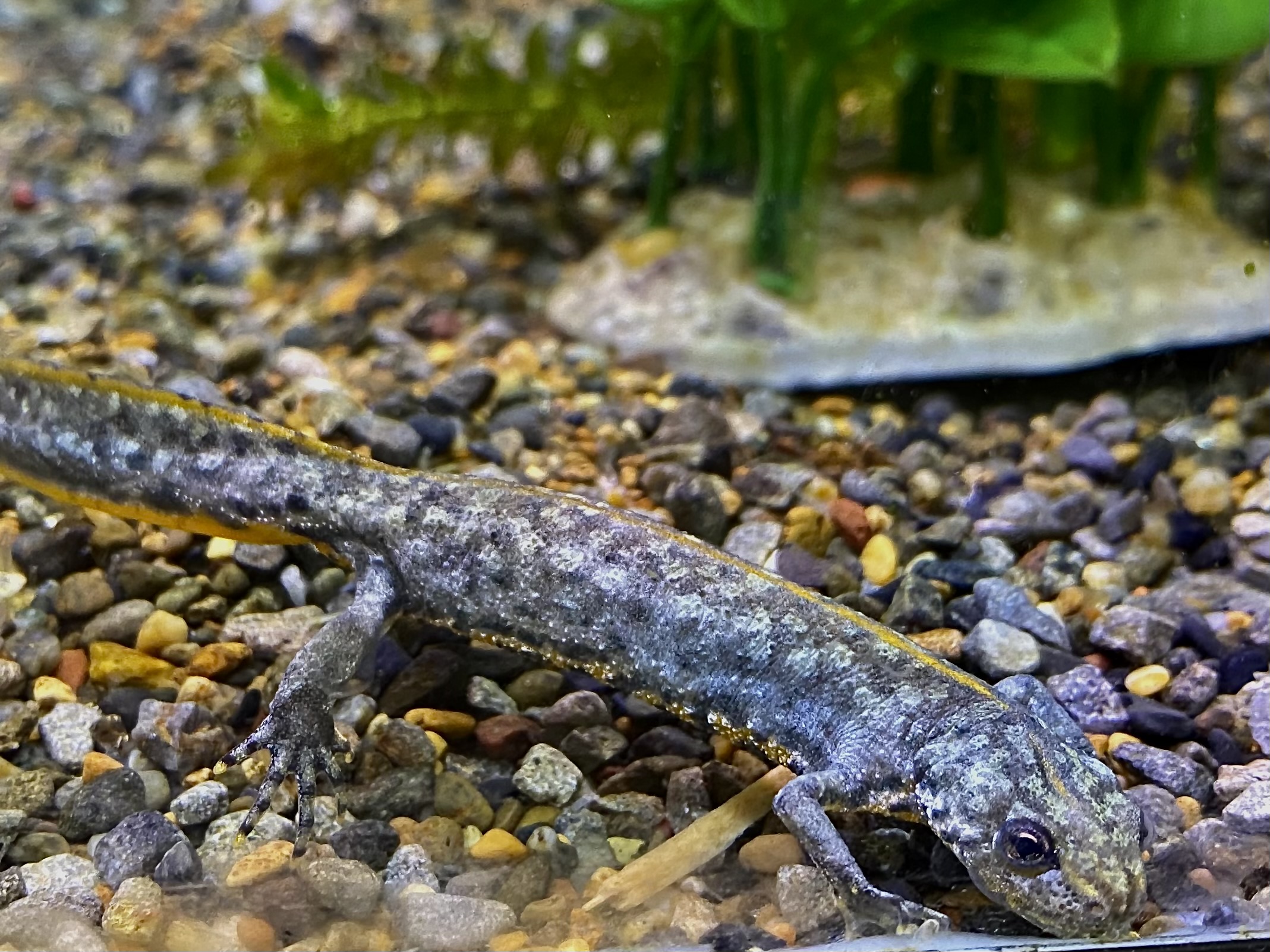 ミナミクシイモリ