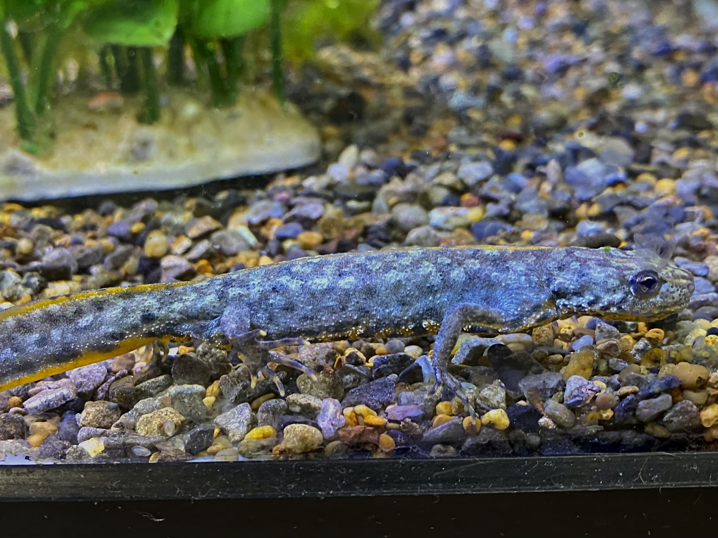 ミナミクシイモリ