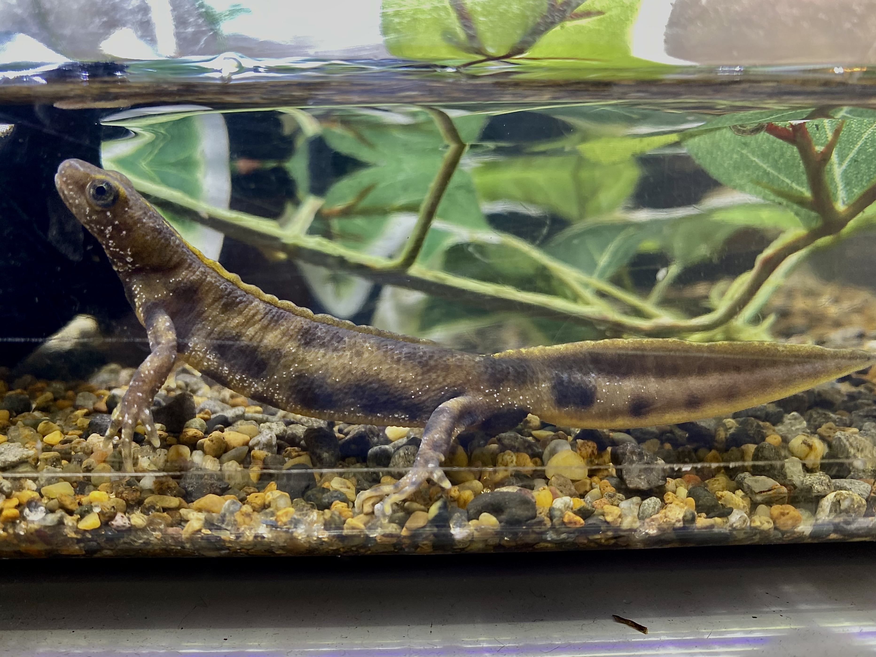 アルプスクシイモリ