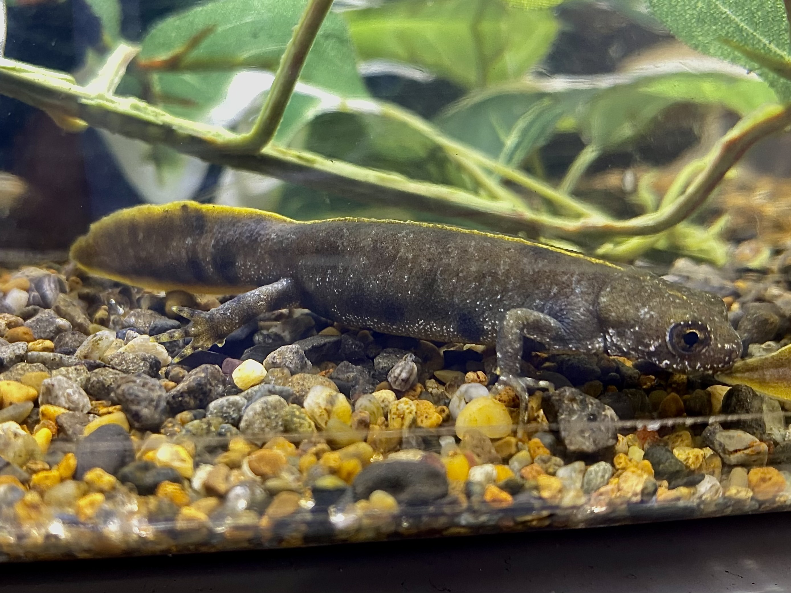 アルプスクシイモリ