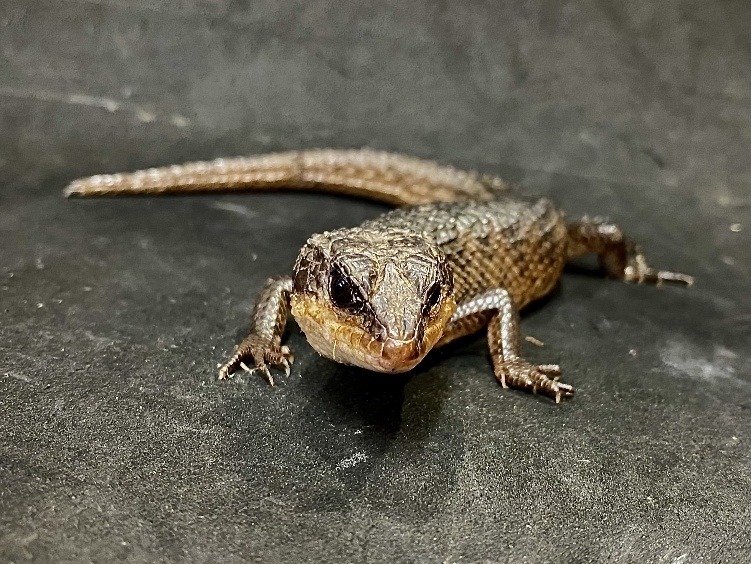 ベーコンミズトカゲ