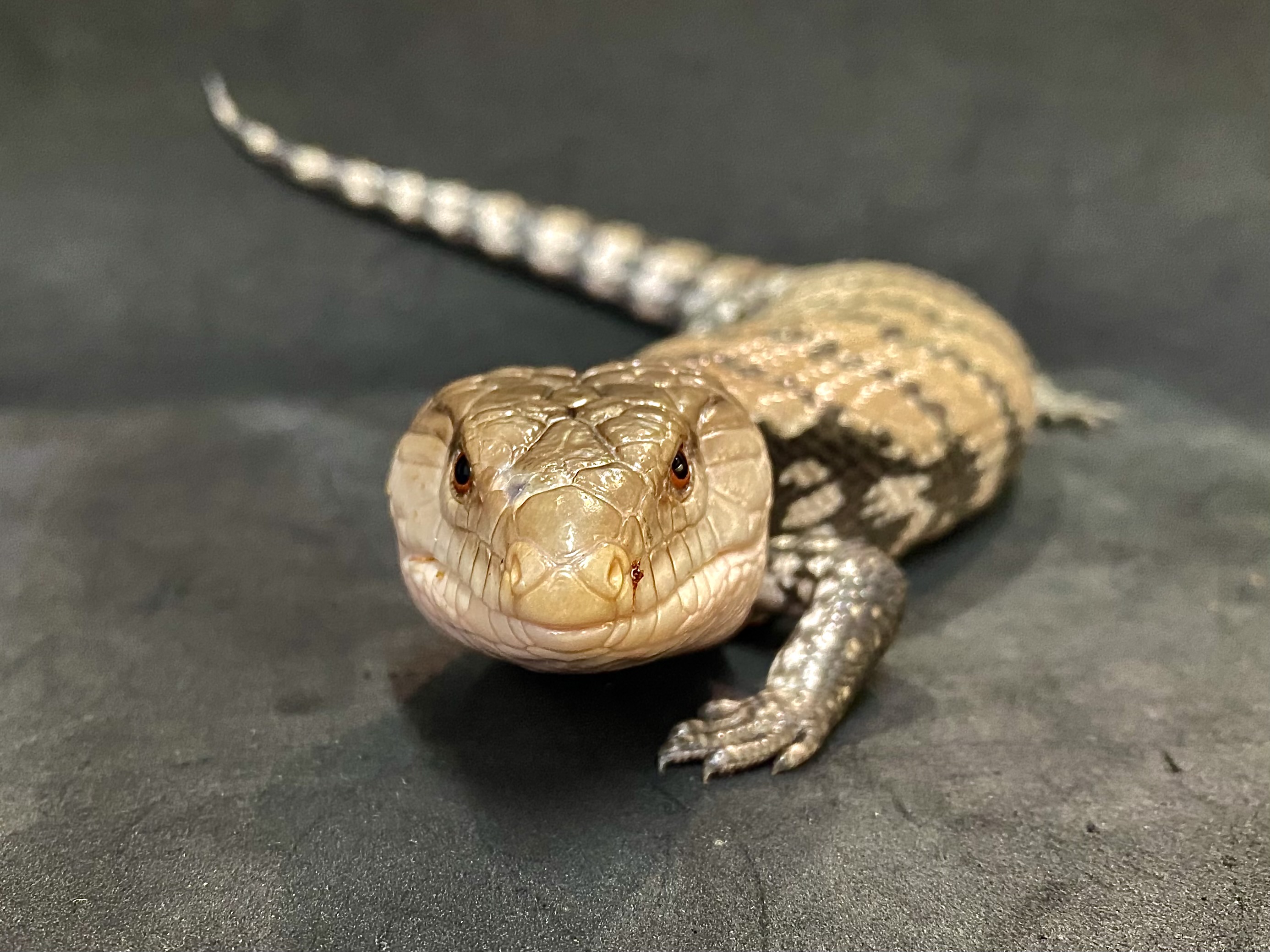 メラウケアオジタトカゲ