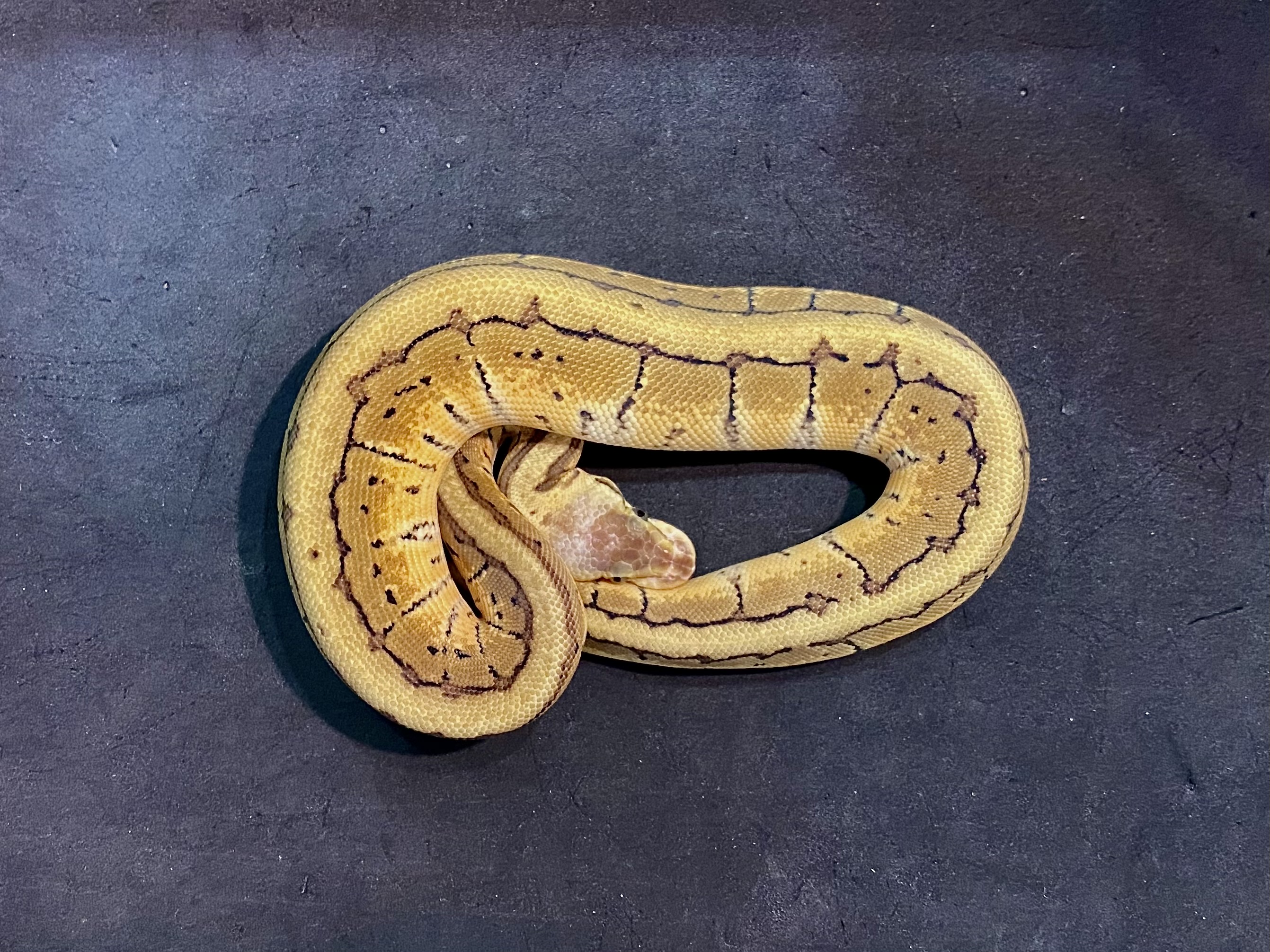 ボールパイソン