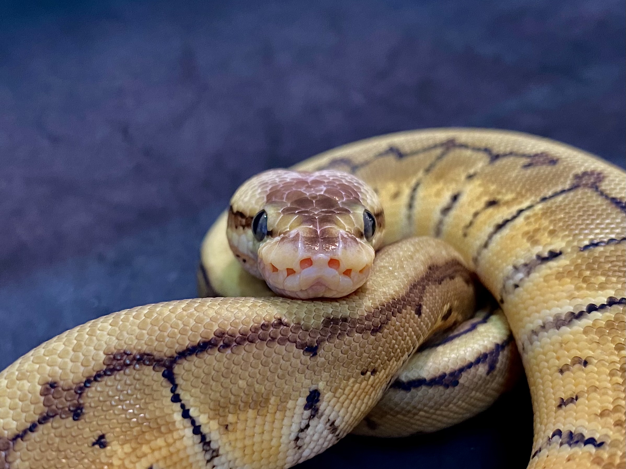 ボールパイソン