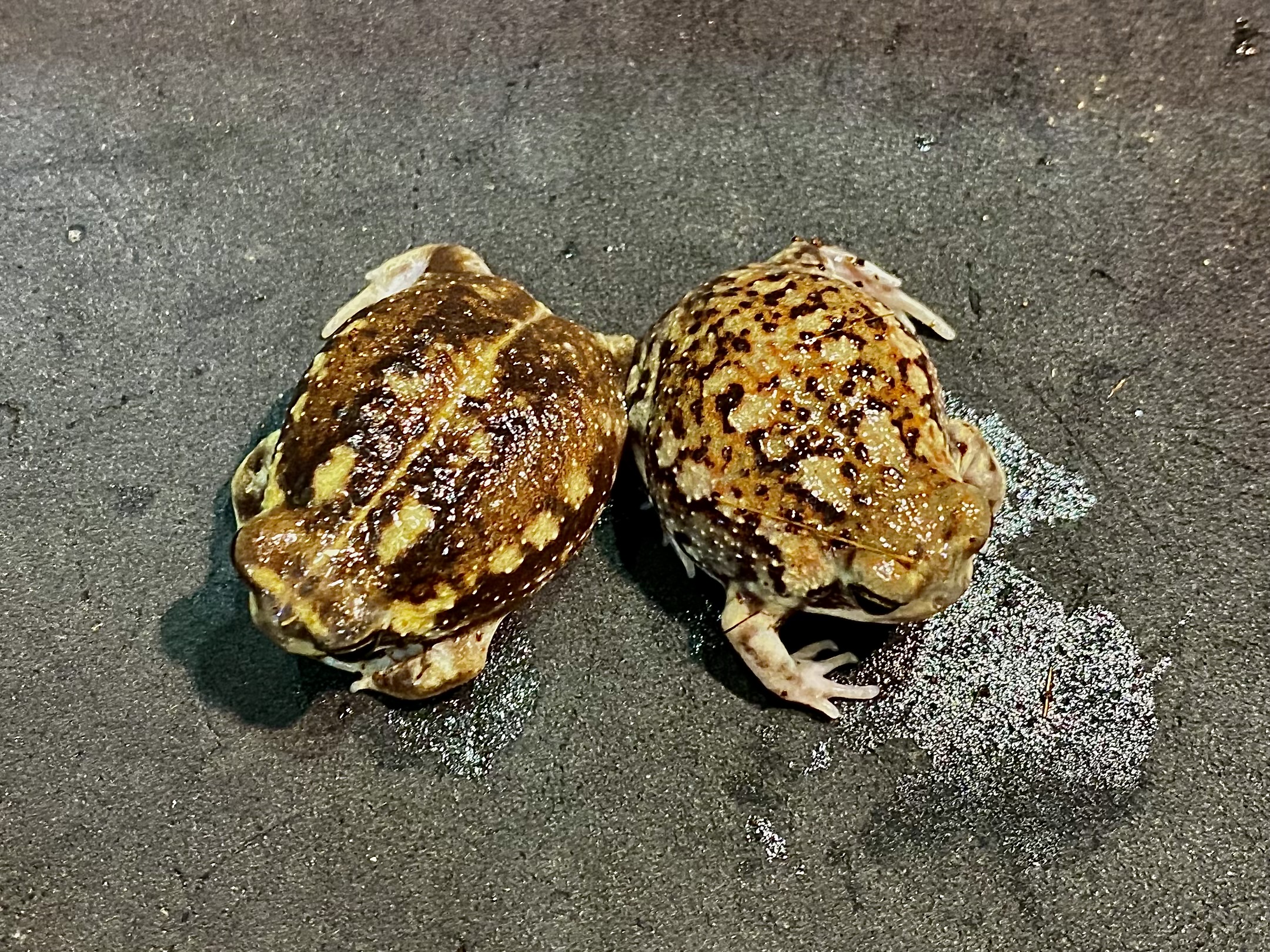 アメフクラガエル