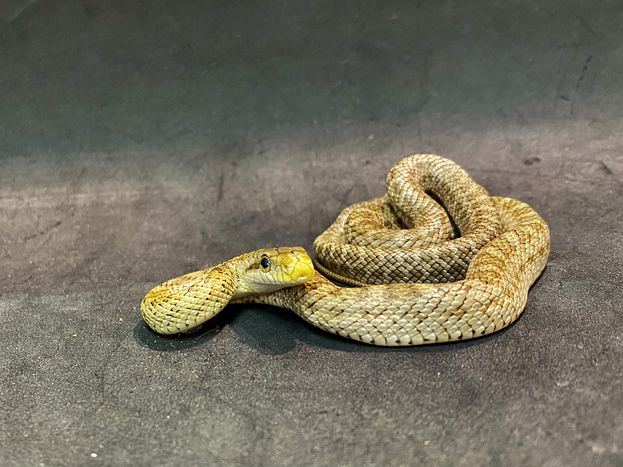 アオダイショウ