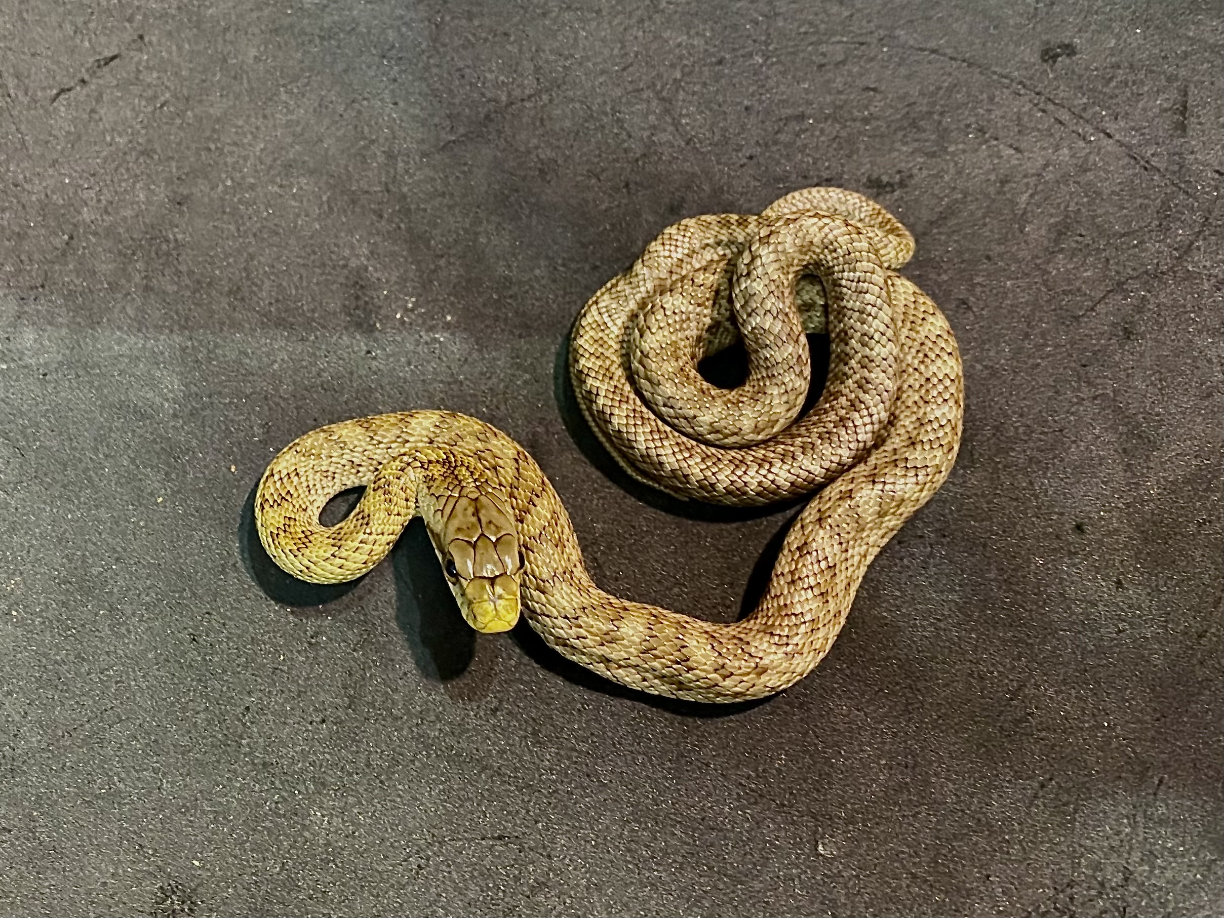 アオダイショウ