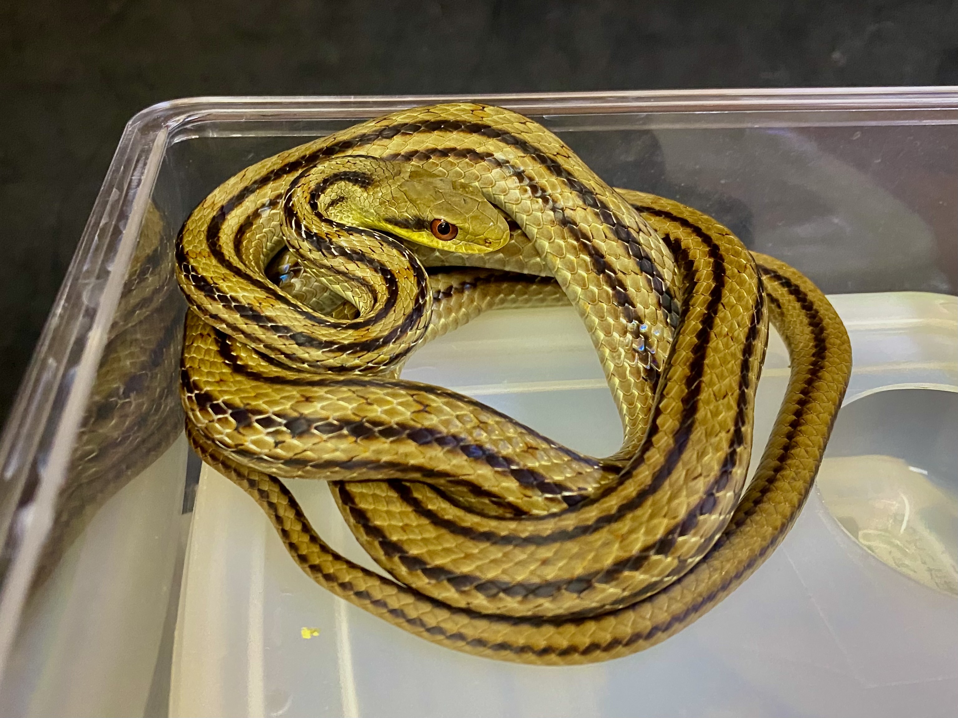 シマヘビ