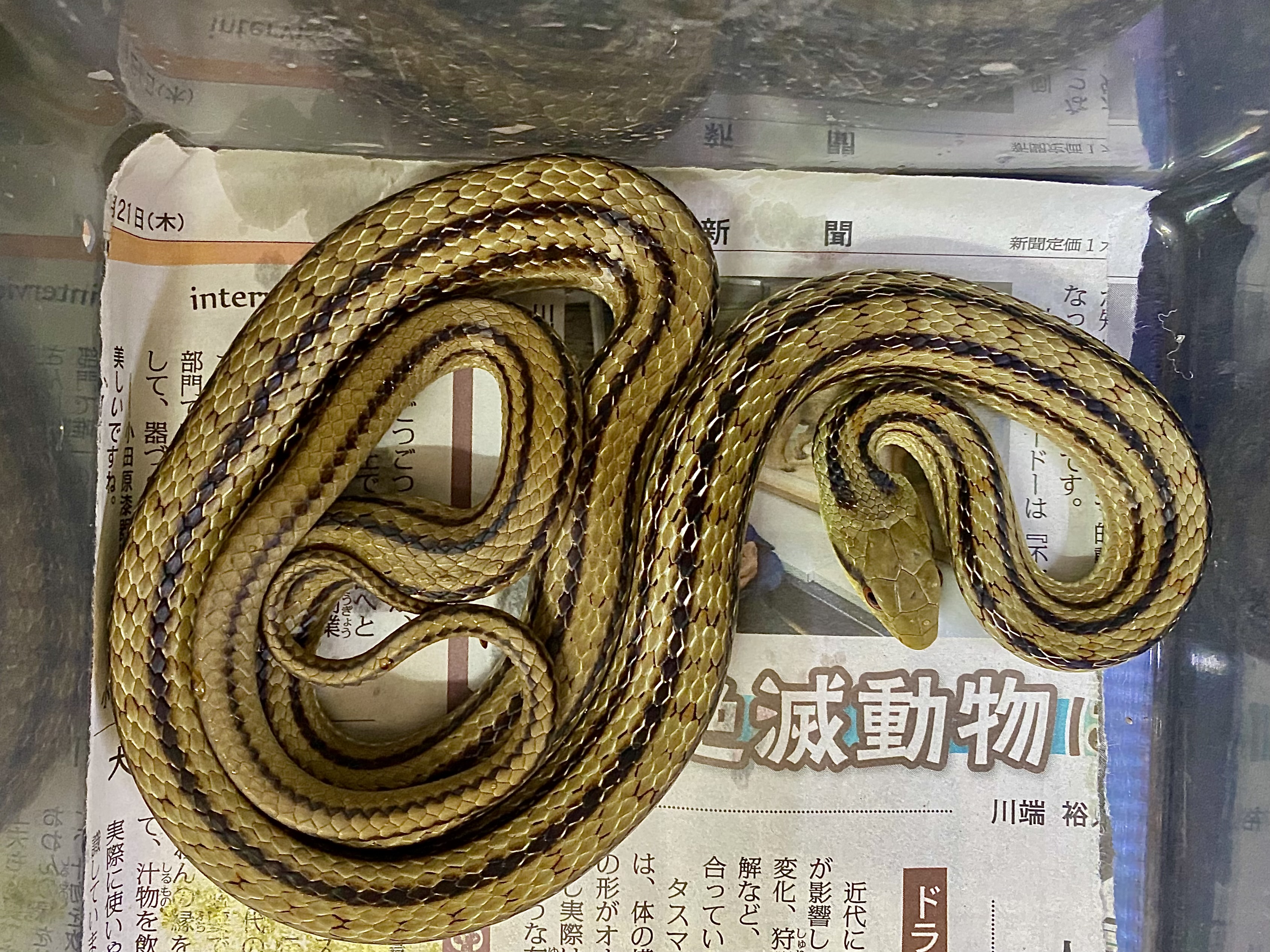 シマヘビ