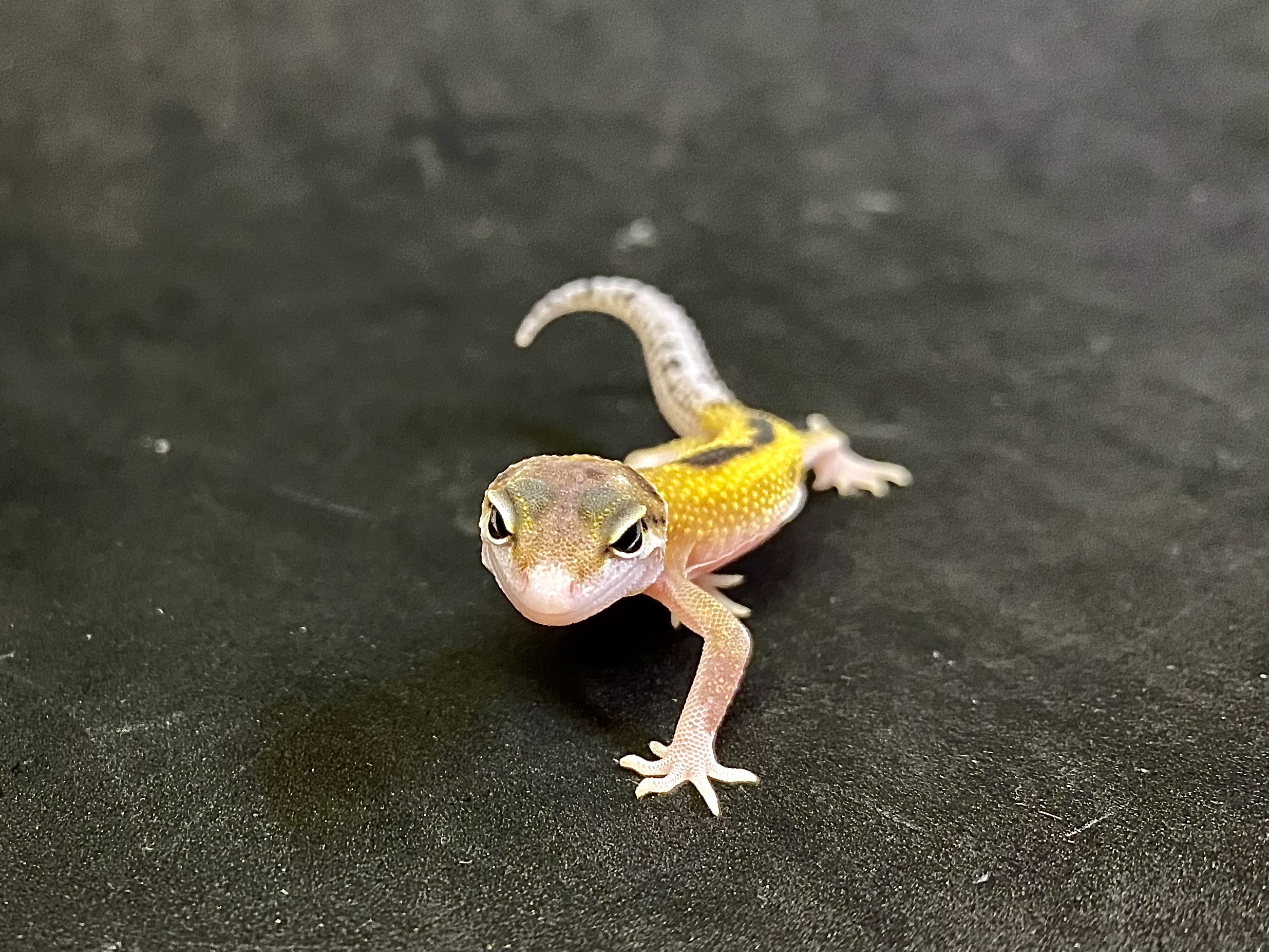 エクリプス