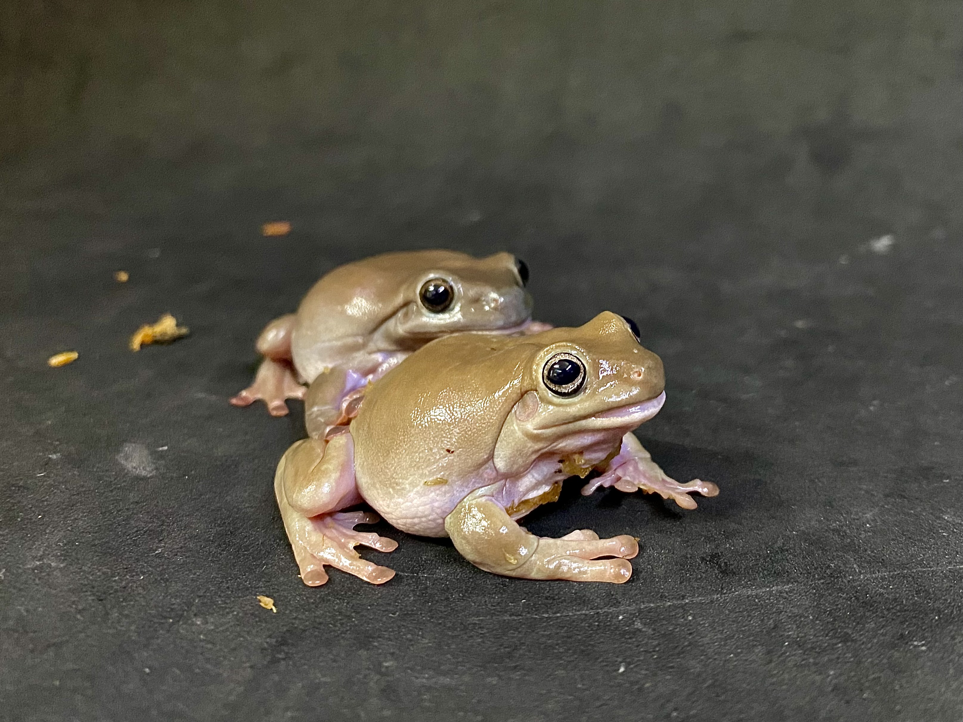 ミヤコヒキガエル