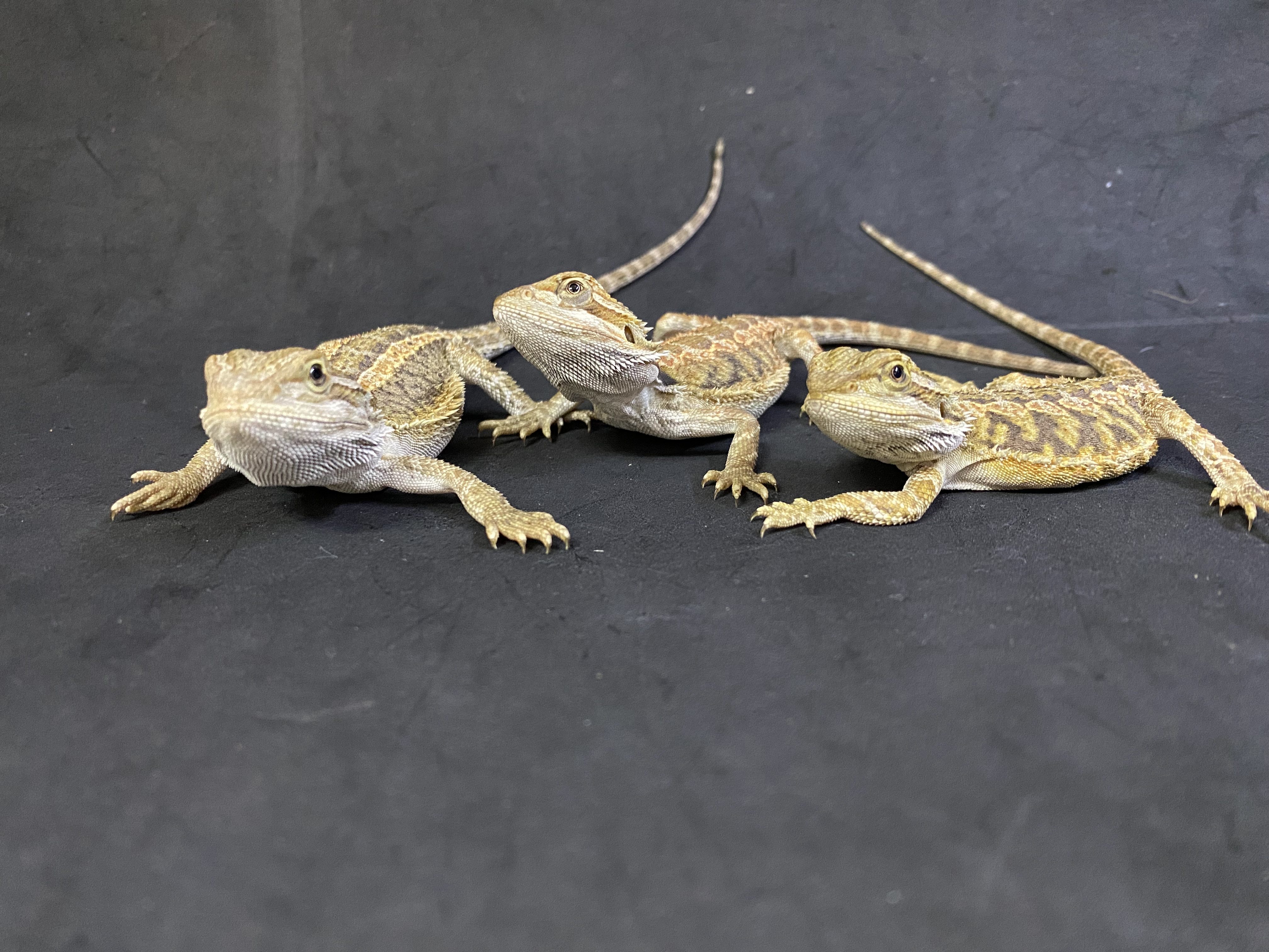 フトアゴヒゲトカゲ