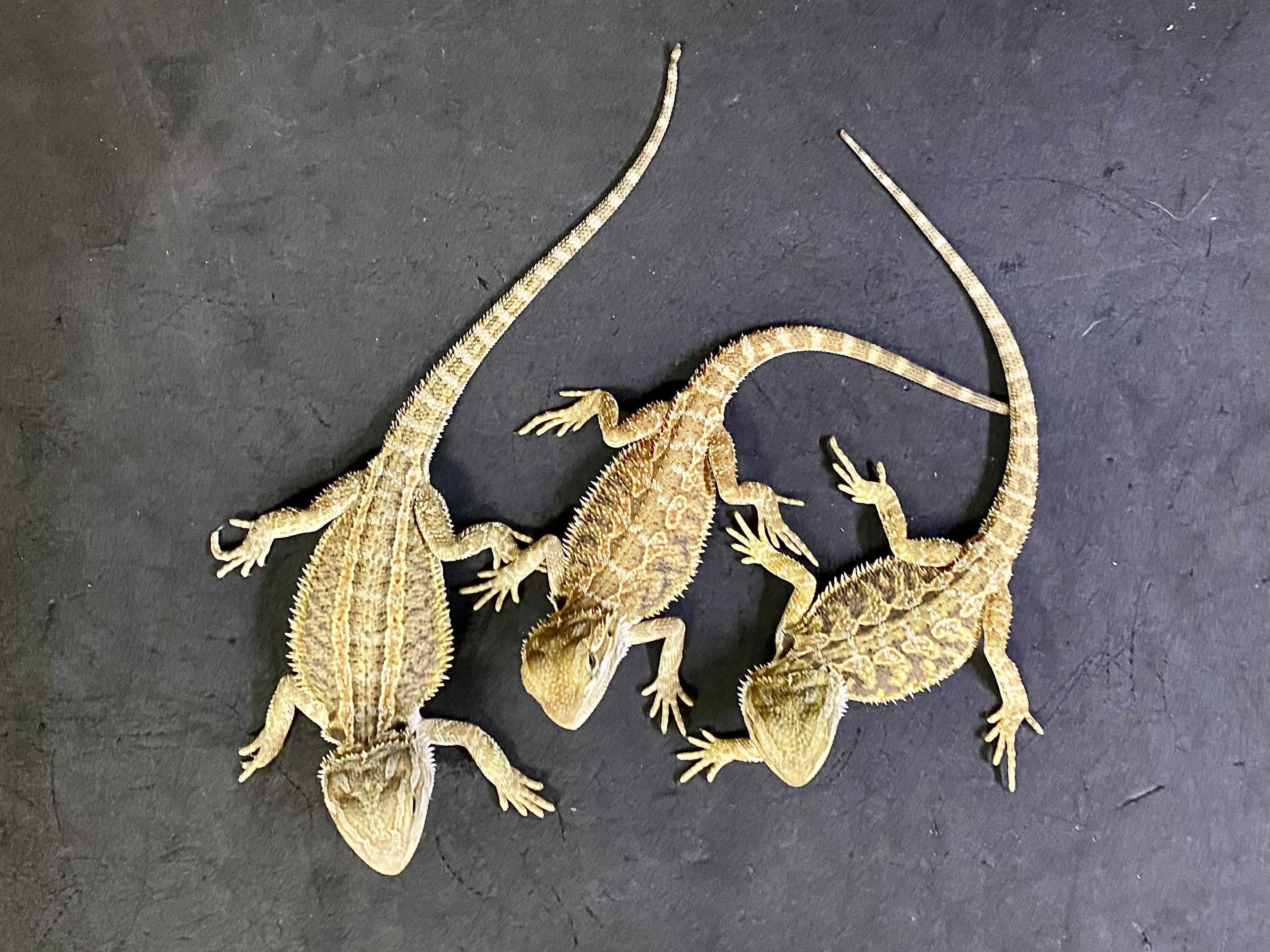 フトアゴヒゲトカゲ
