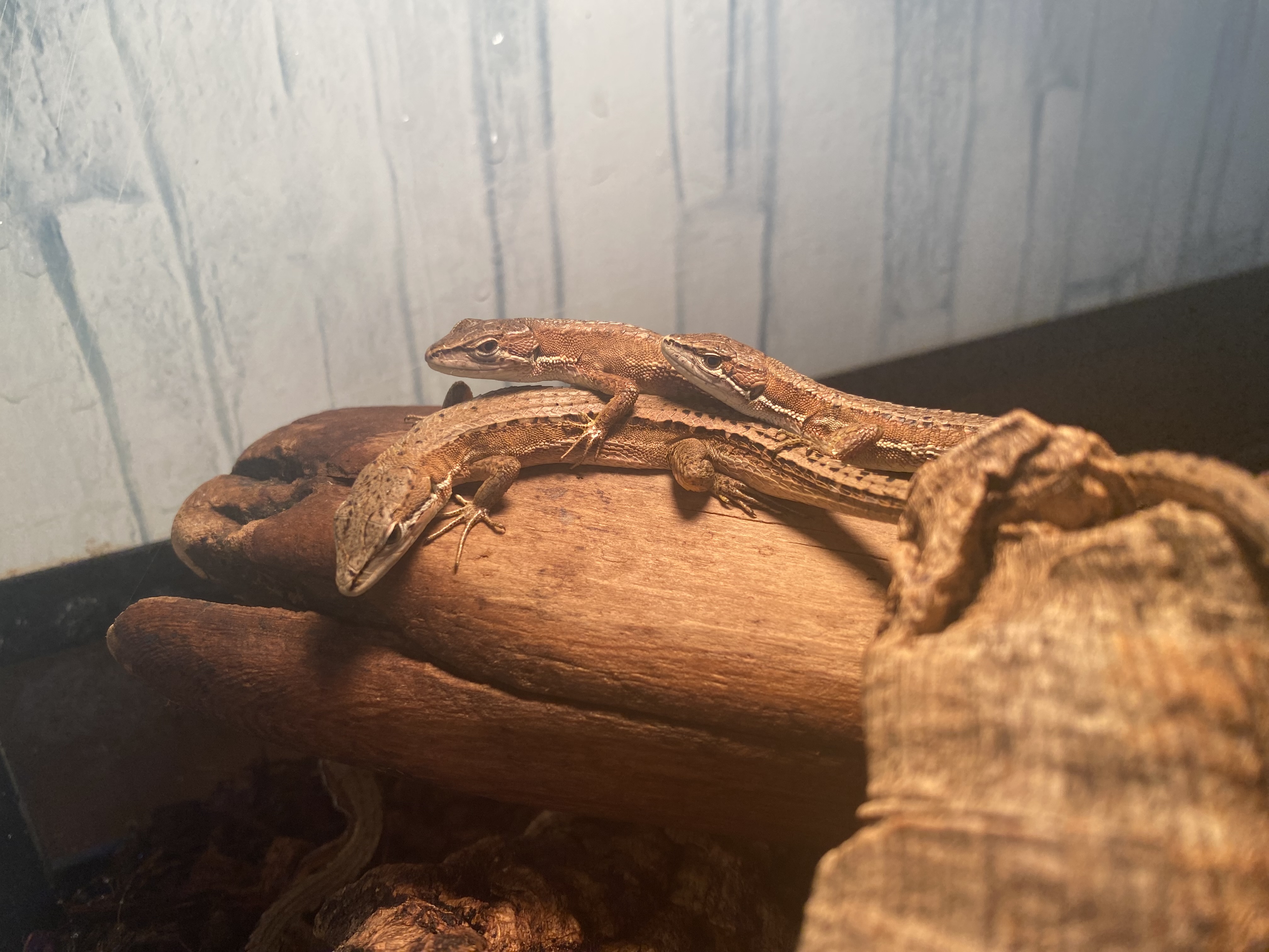 カナヘビ