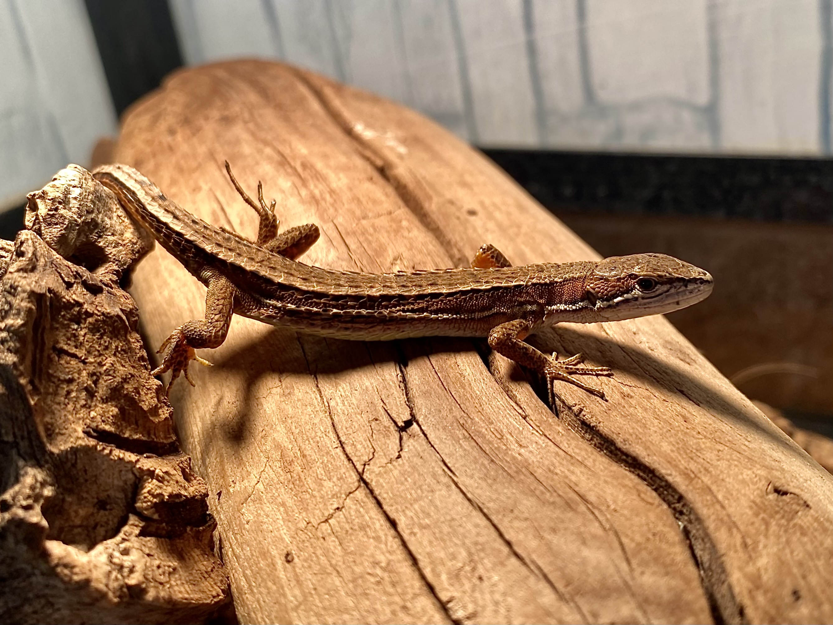 ニホンカナヘビ