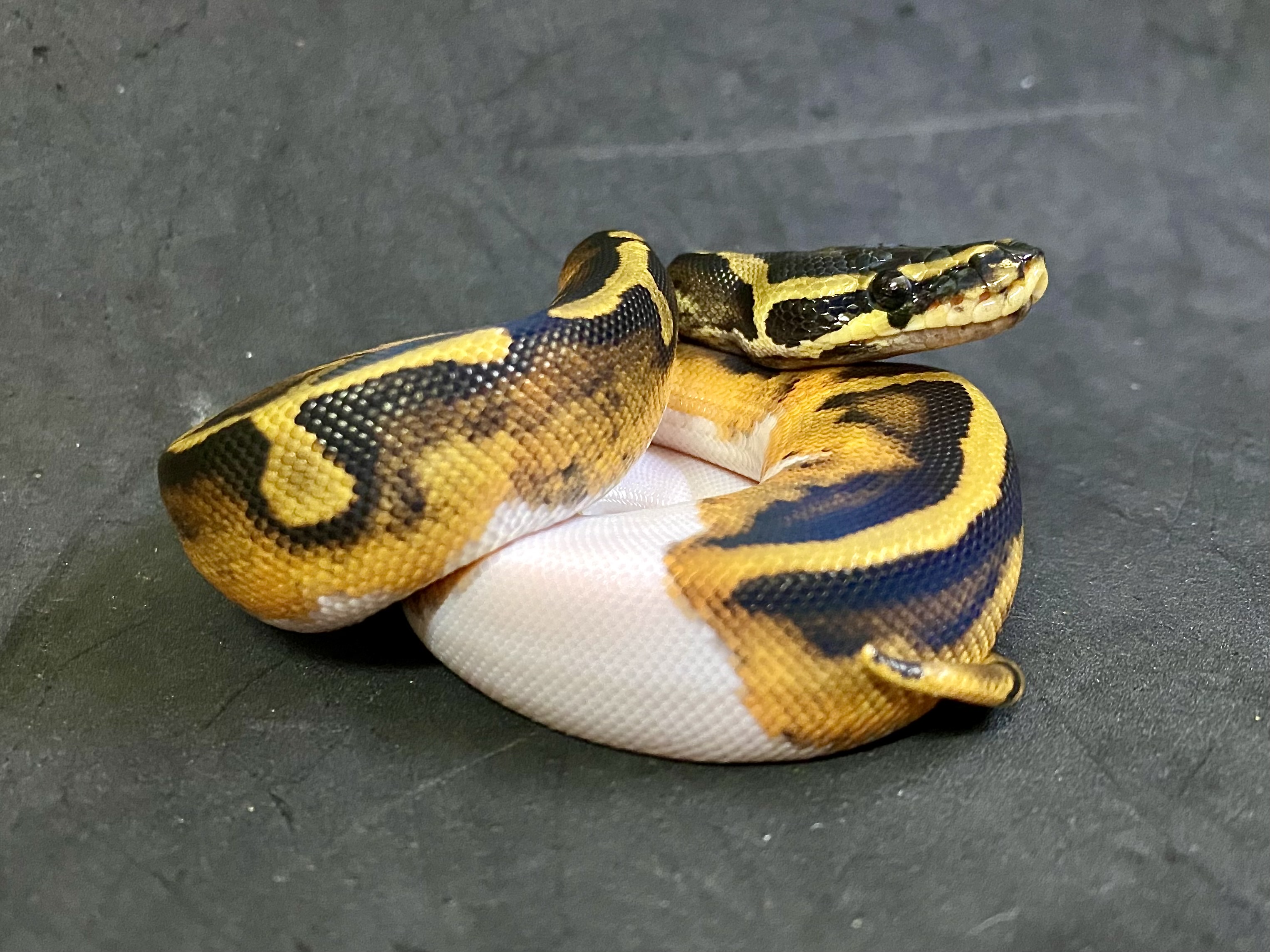 ボールパイソン
