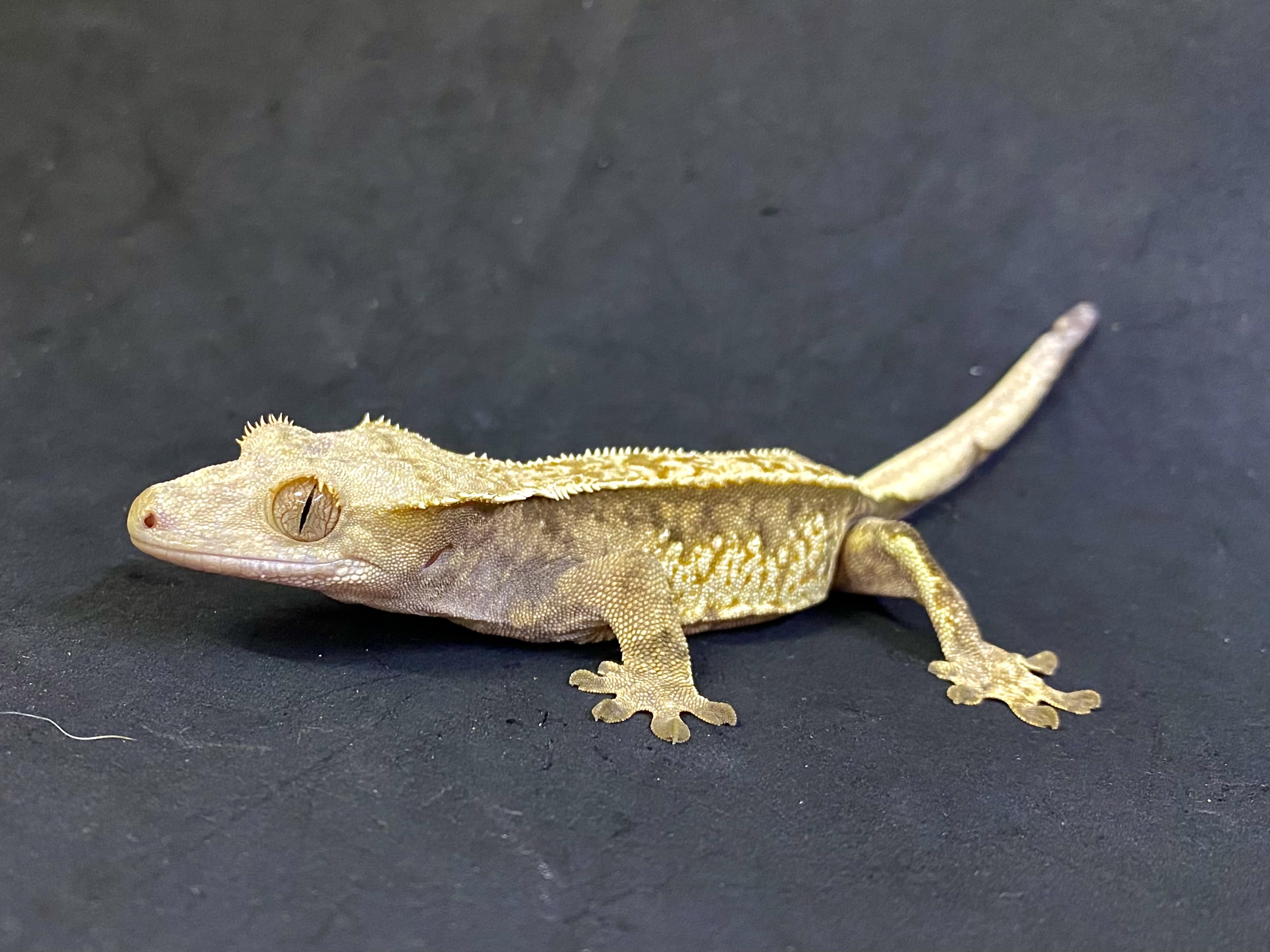 オウカンミカドヤモリ