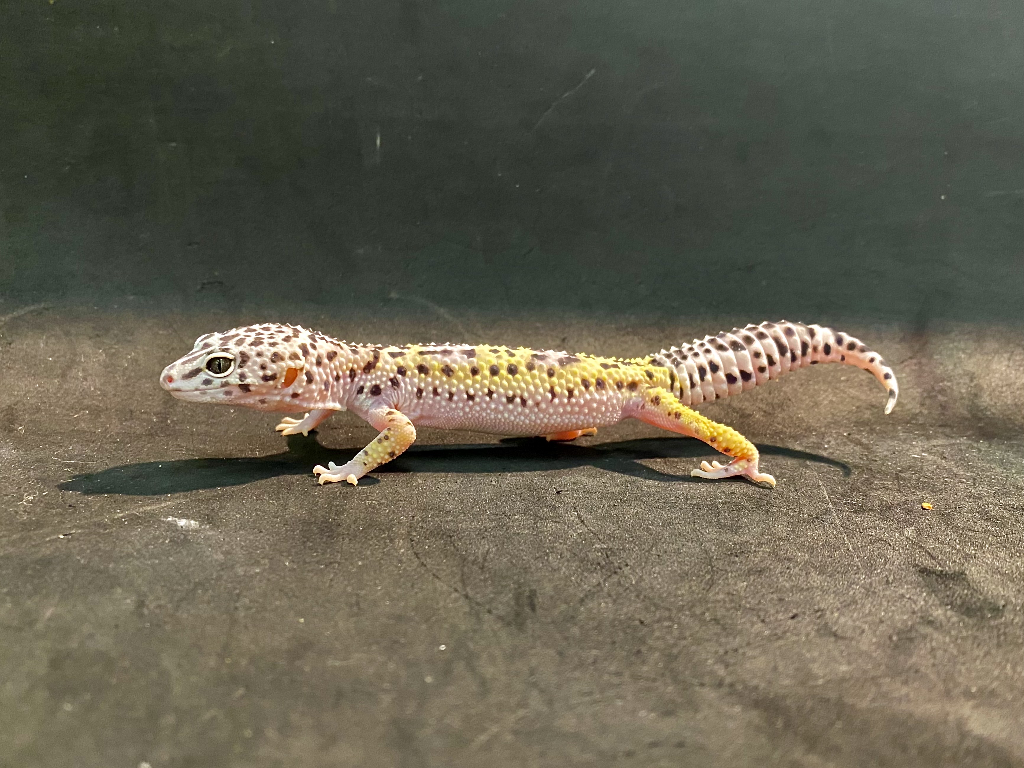 ヒョウモントカゲモドキ