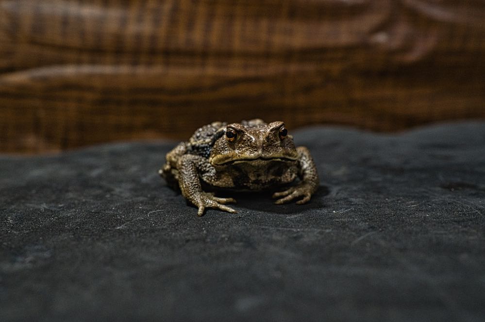 アズマヒキガエル