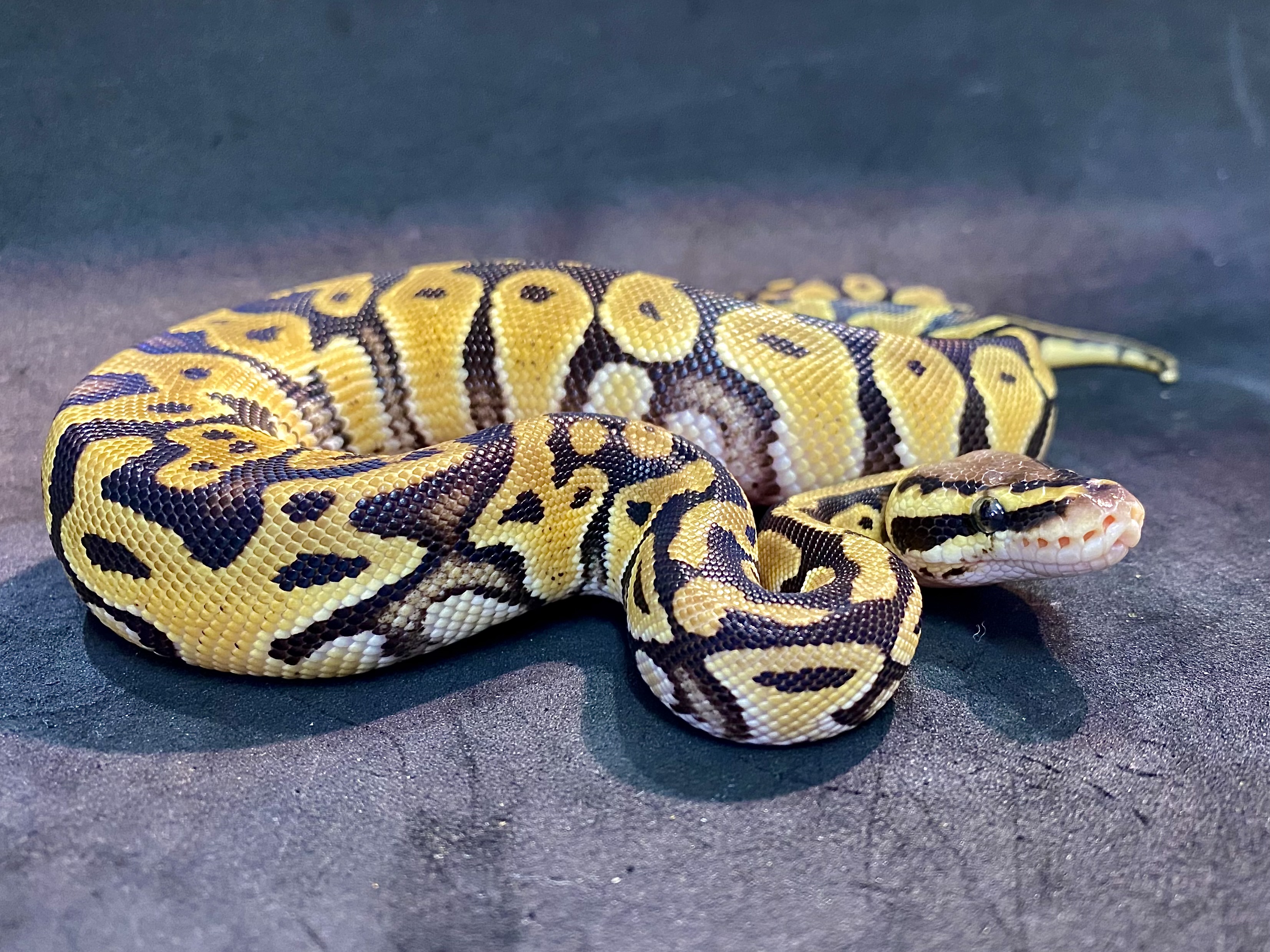 ボールパイソン