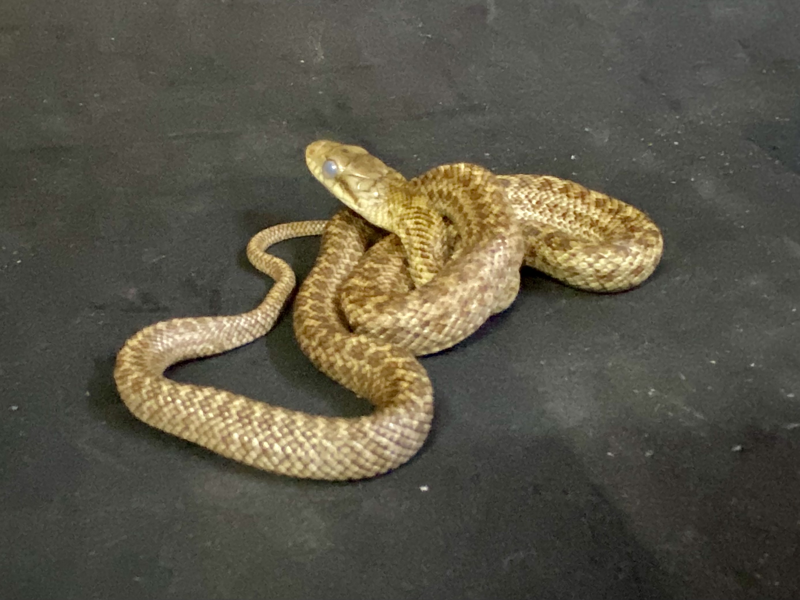 アオダイショウ