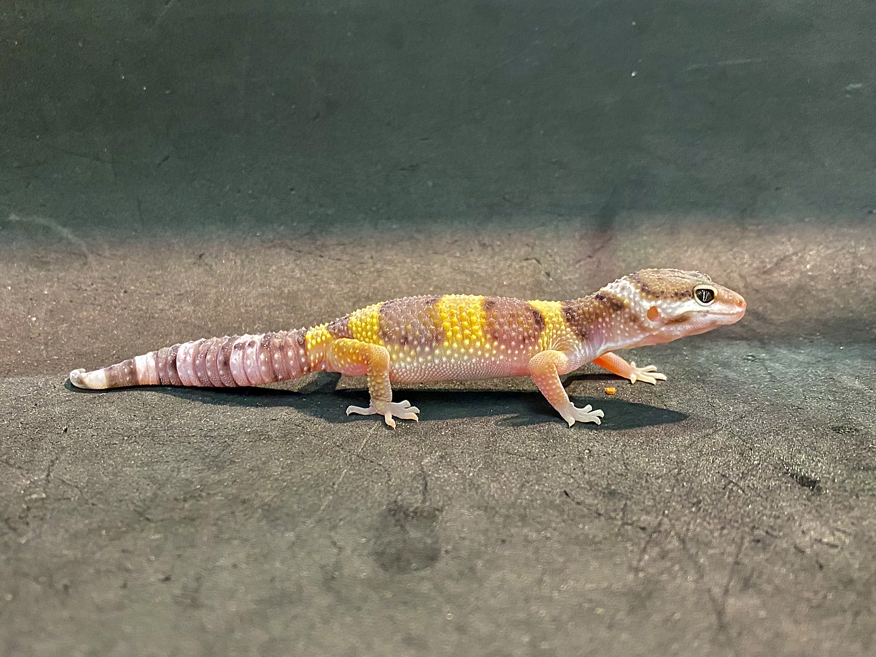 レオパードゲッコー