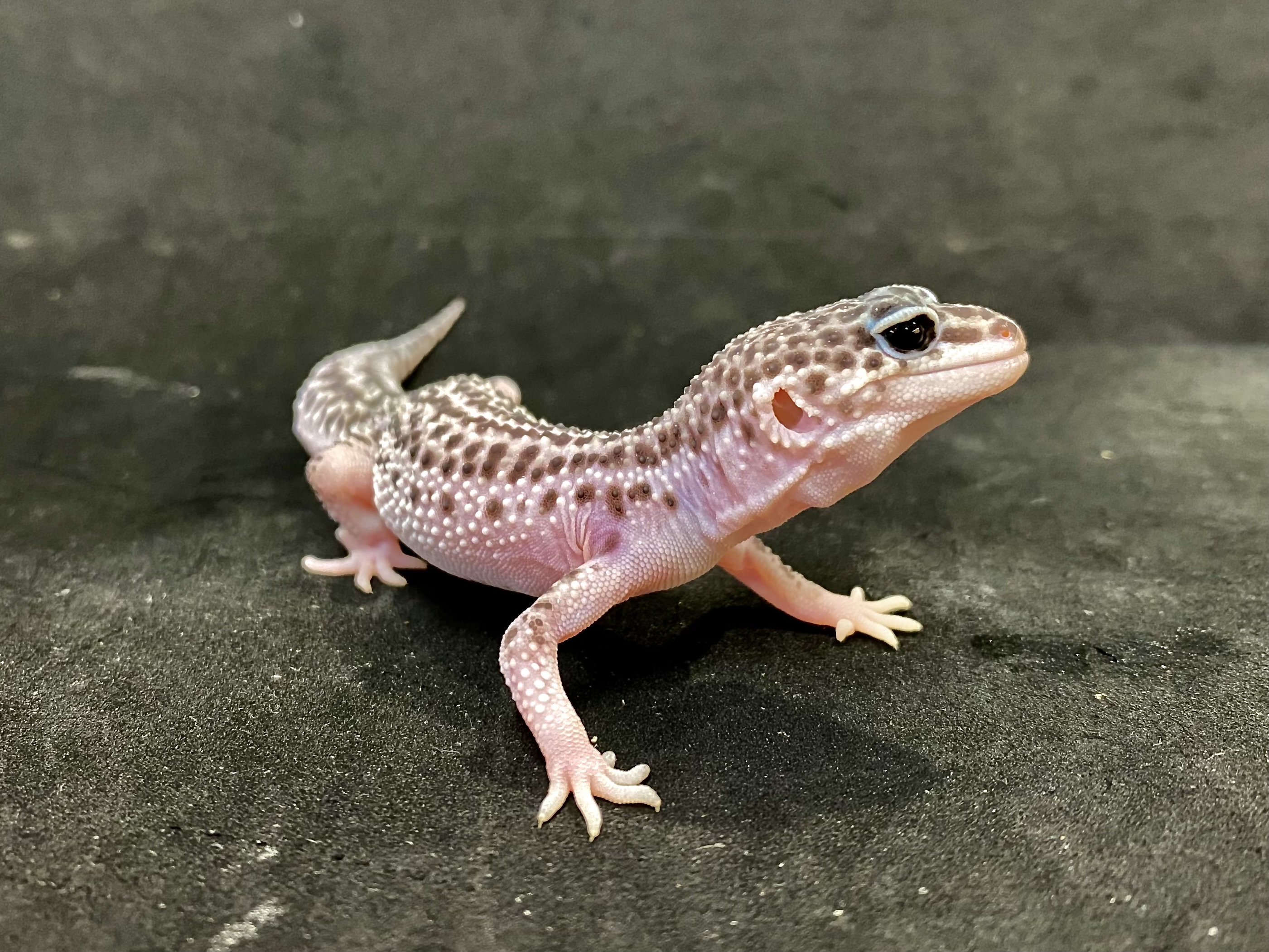 ヒョウモントカゲモドキ