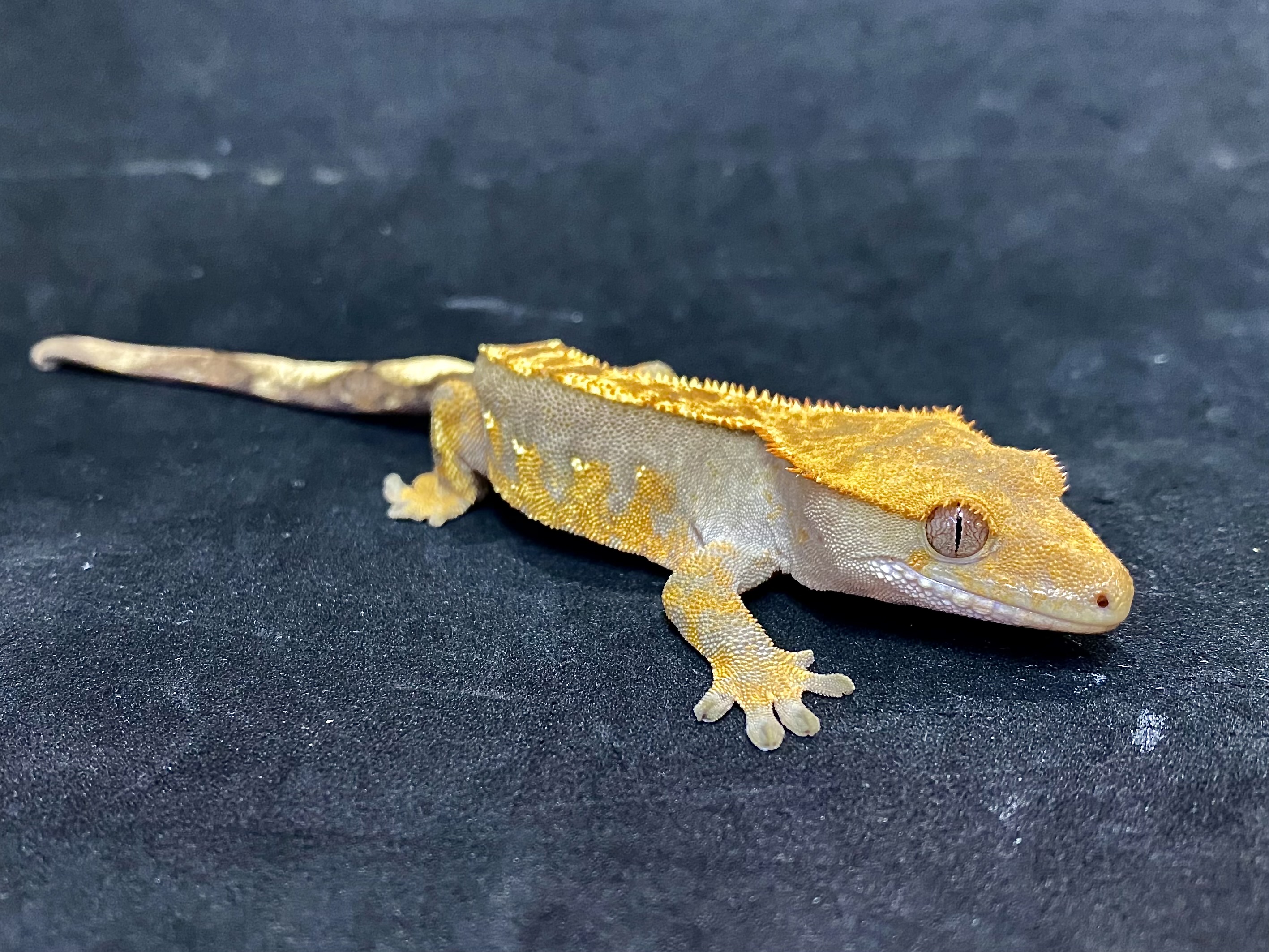 クレステッドゲッコー