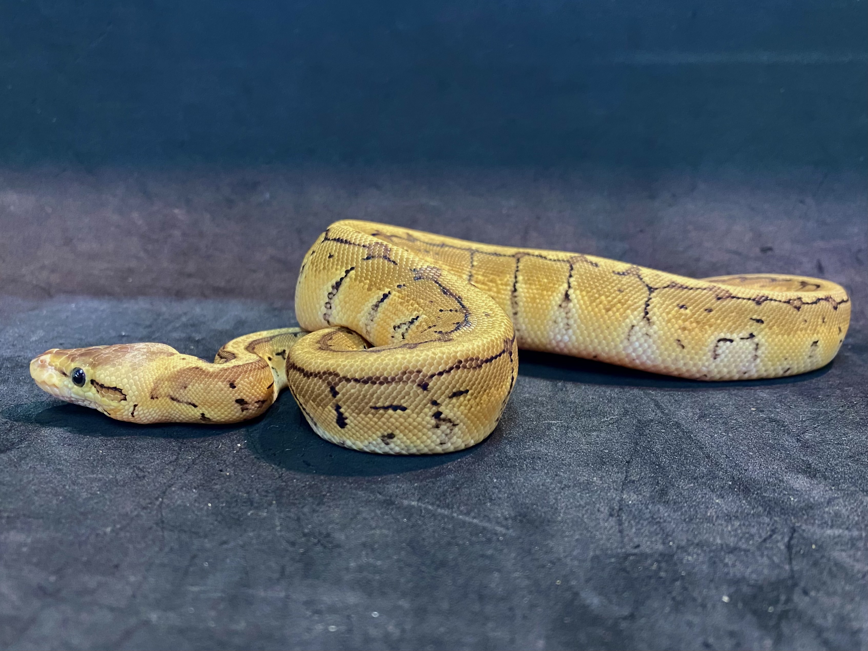 ボールパイソン