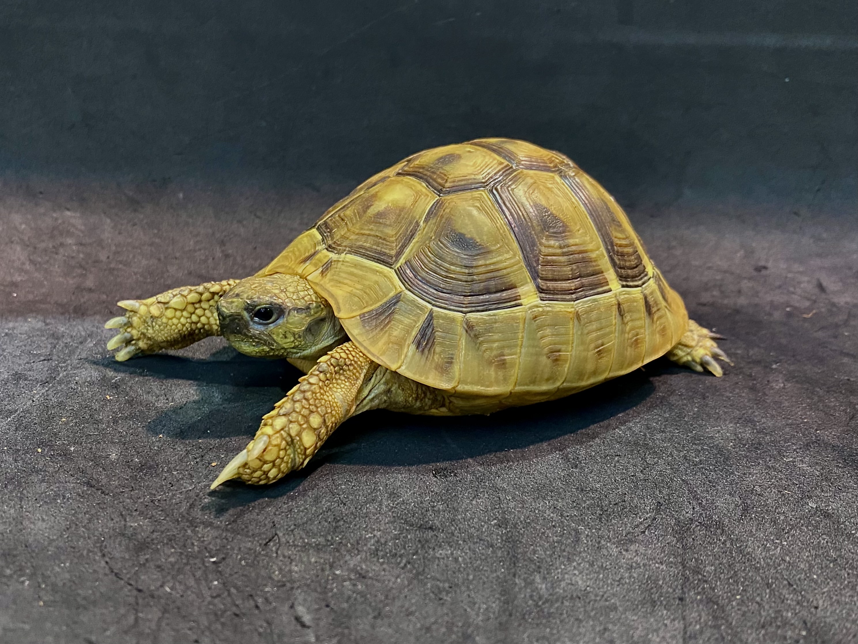 ヒガシヘルマンリクガメ