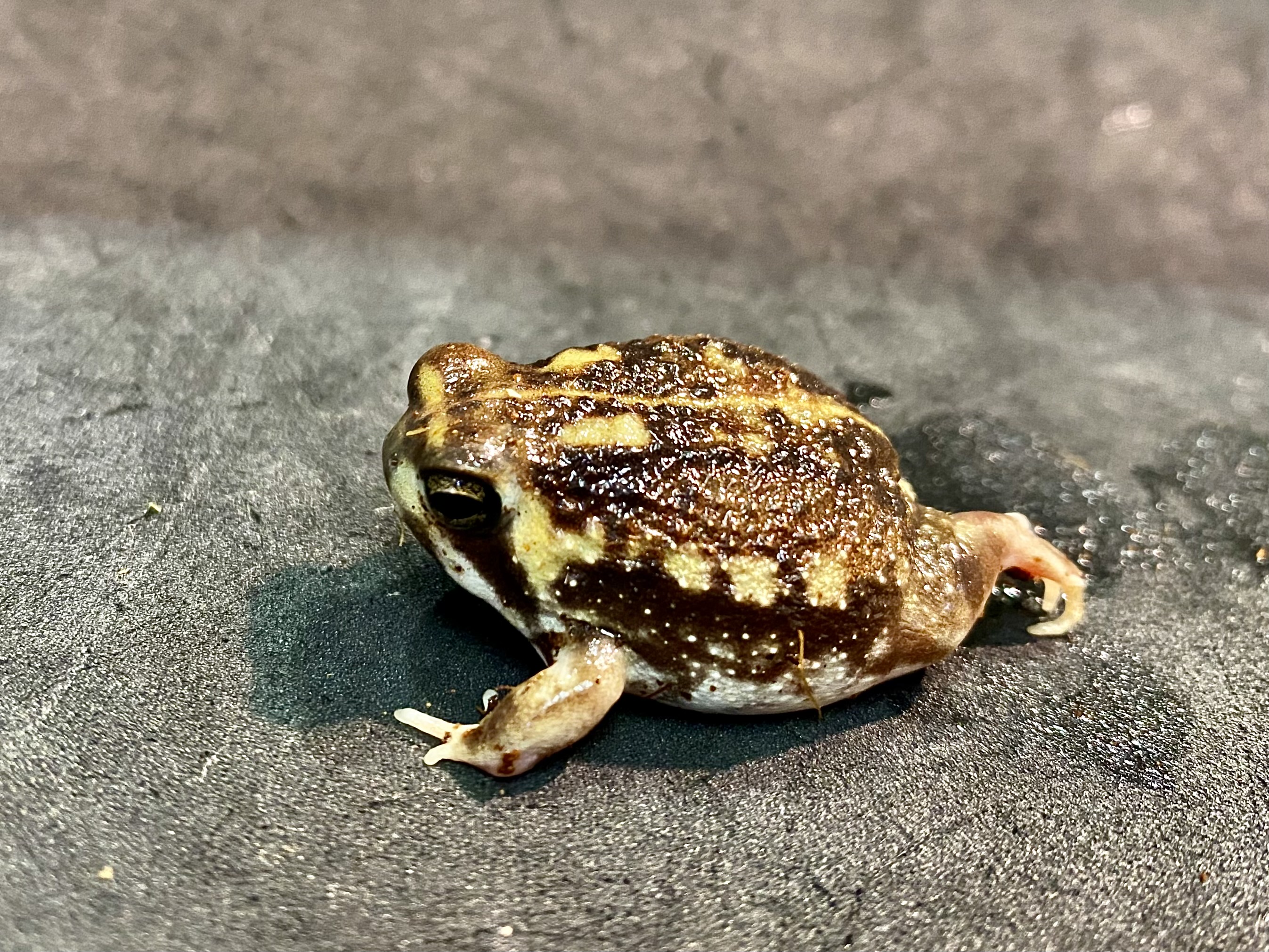 アメフクラガエル